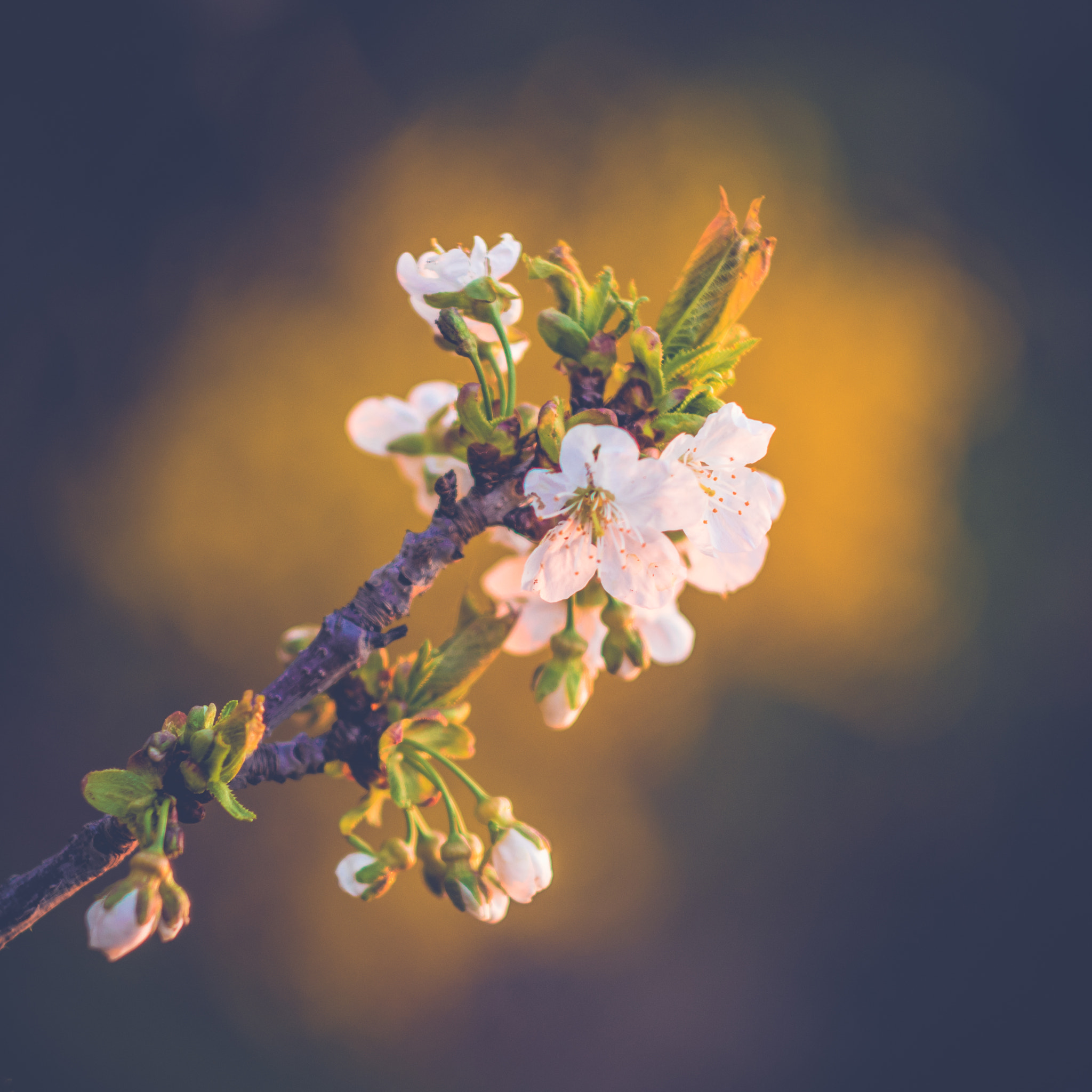 Canon EF 35-80mm f/4-5.6 sample photo. Cherry photography
