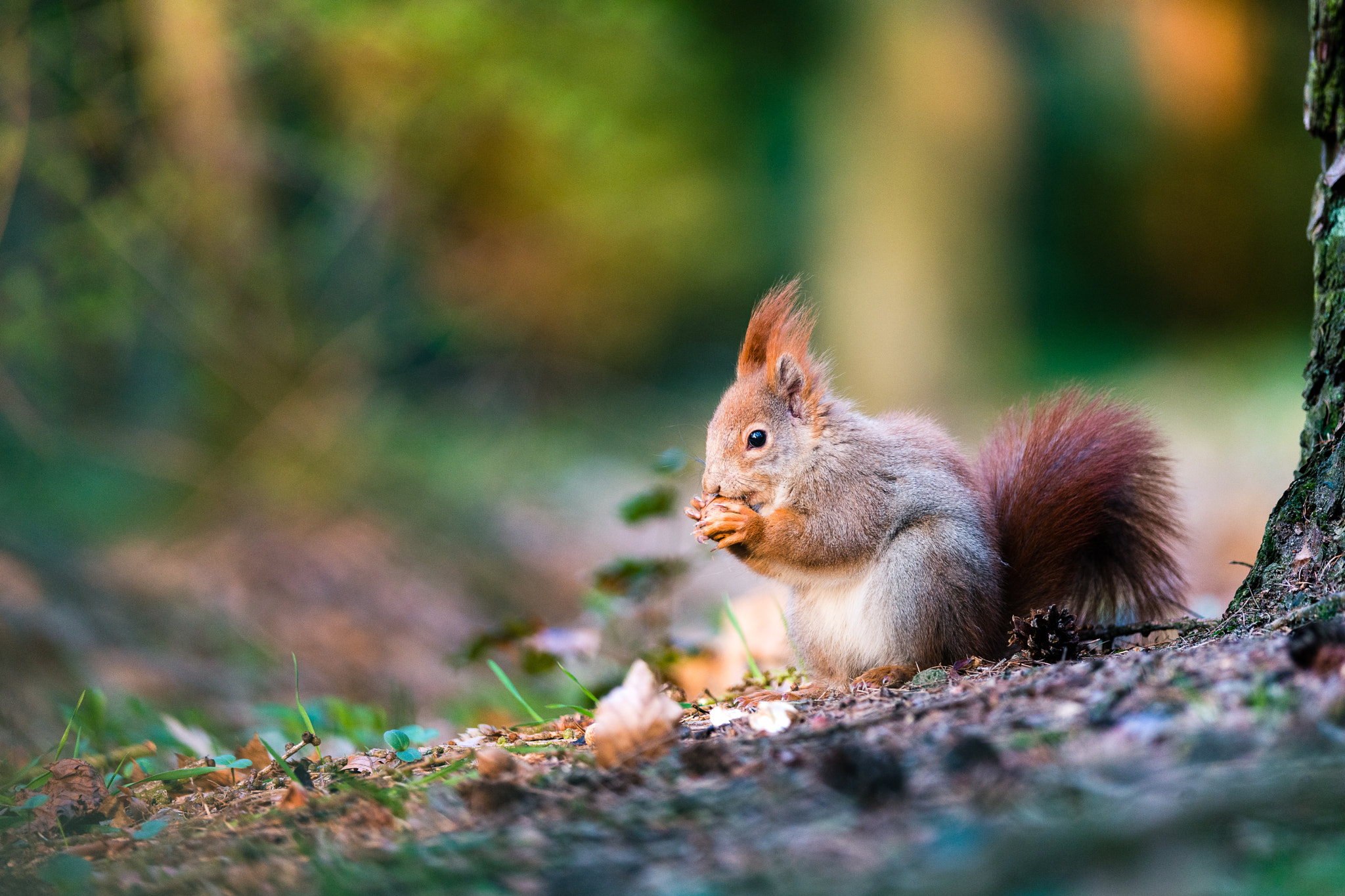 Nikon D800 sample photo. Squirrel dinner photography