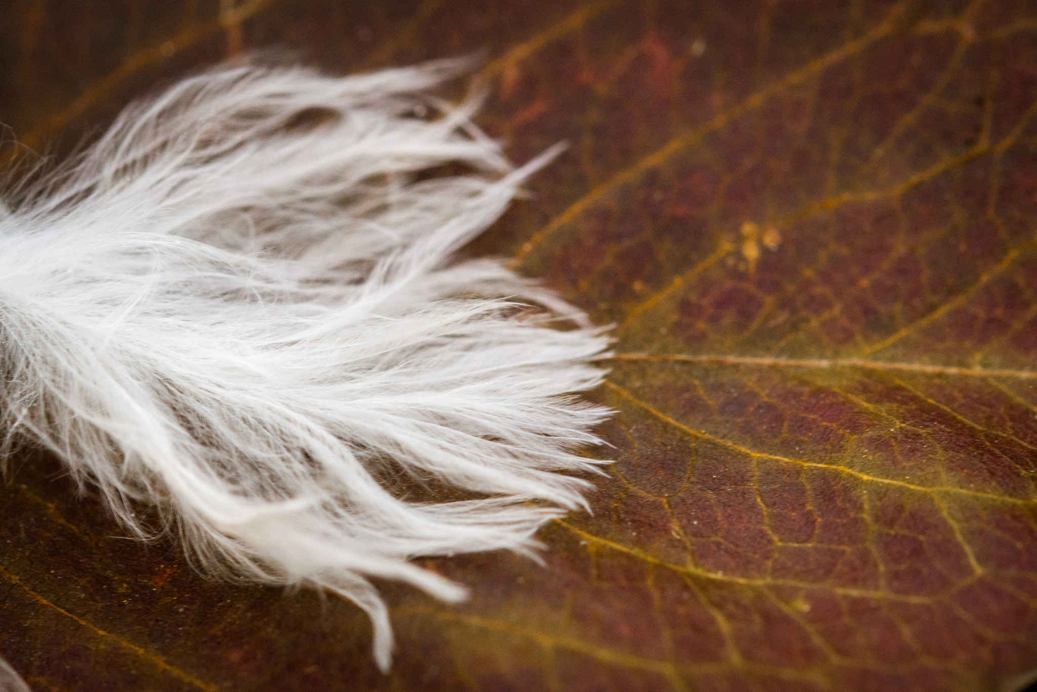 Nikon D7200 + Sigma 105mm F2.8 EX DG OS HSM sample photo. Feather and leaf photography
