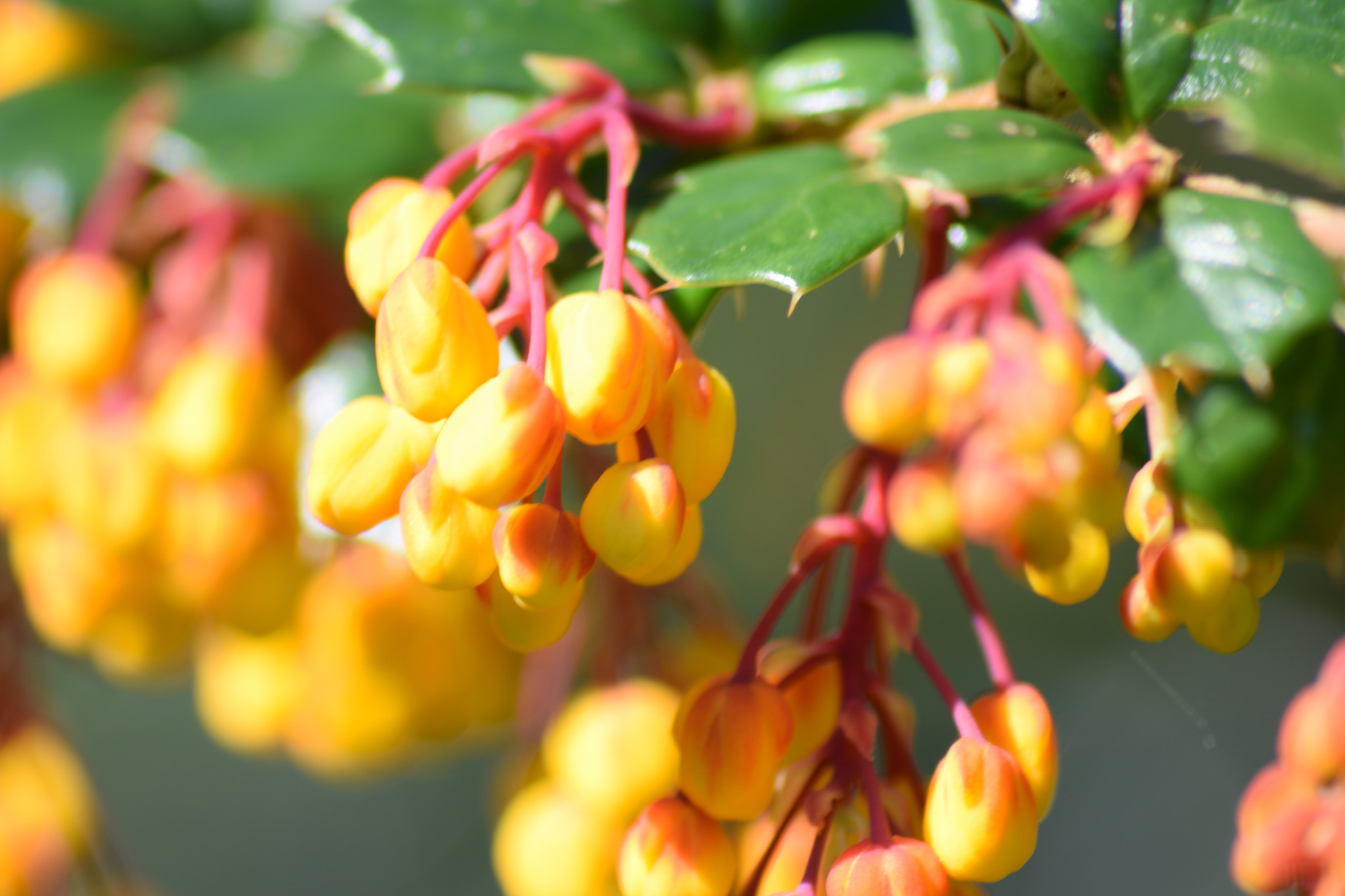 Nikon D3300 + Sigma 70-300mm F4-5.6 APO DG Macro sample photo. Early flowers 2 photography