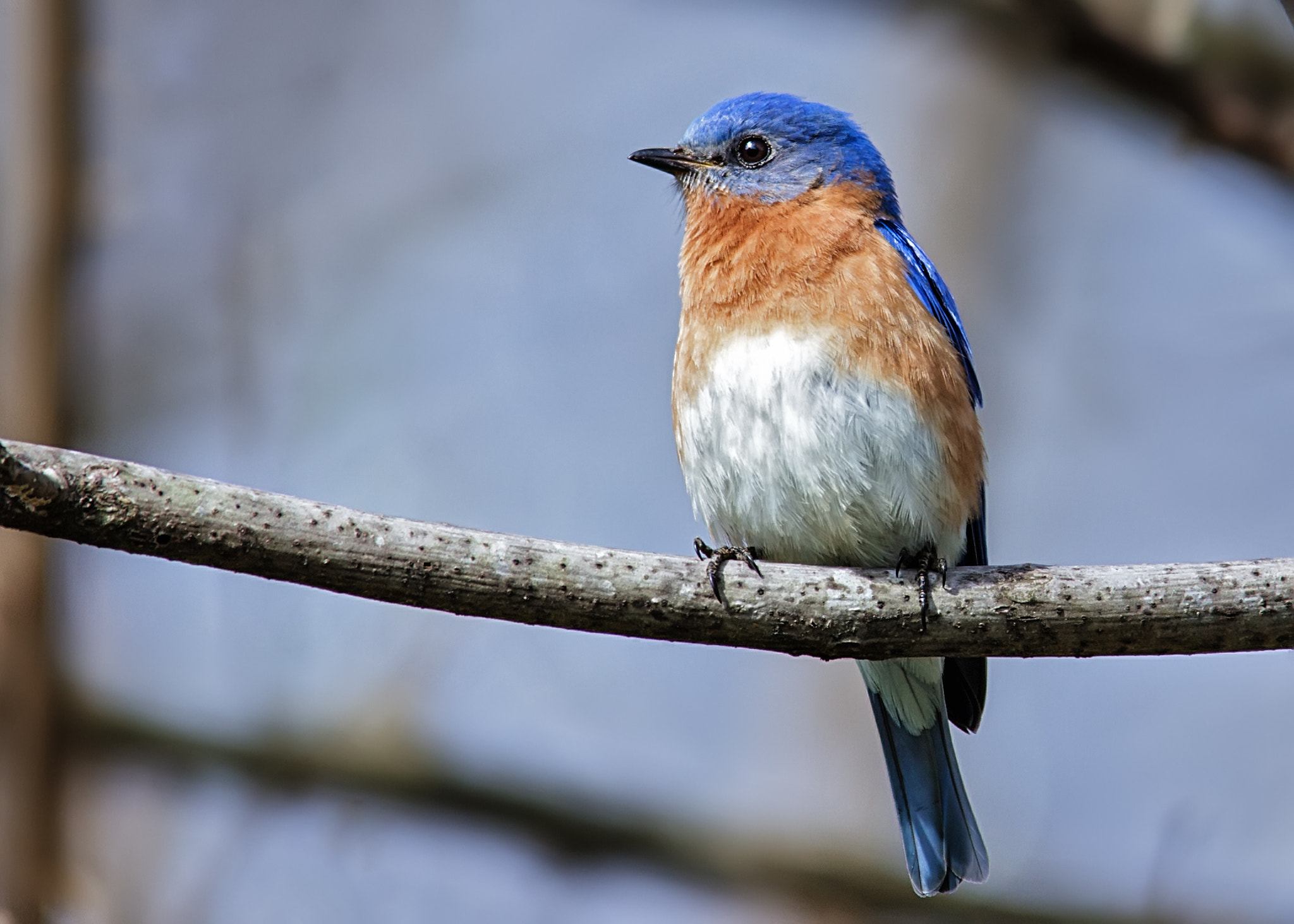 Canon EOS 60D + Sigma 150-500mm F5-6.3 DG OS HSM sample photo. Eastern bluebird photography