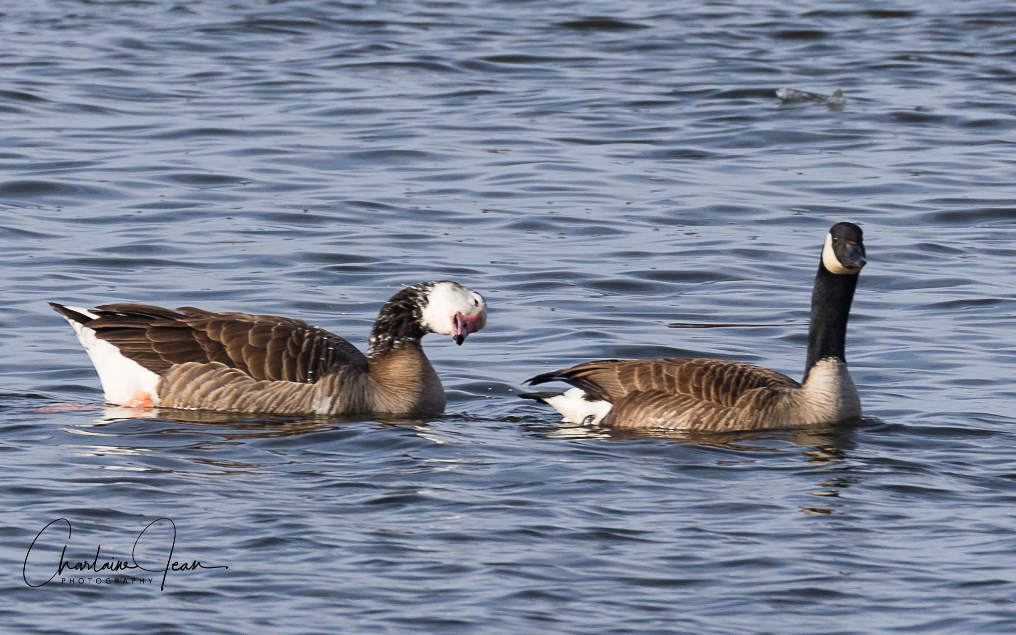 Canon EOS 7D Mark II sample photo. Goose and hybrid, st-lawrence river, quebec, ca photography