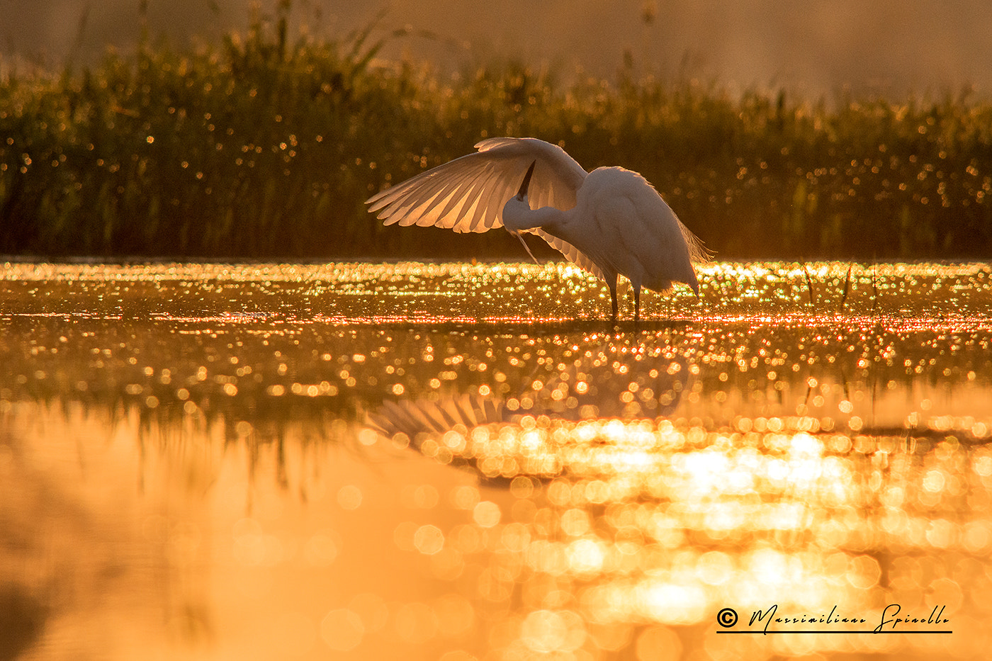 Sigma 300mm F2.8 APO EX DG HSM sample photo. Garzetta all'alba (egretta garzetta) photography