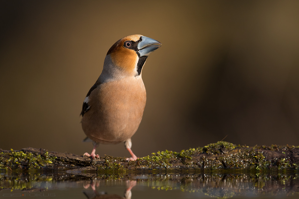 Canon EOS 7D Mark II + Canon EF 400mm F4.0 DO IS USM sample photo. Hawfinch  photography