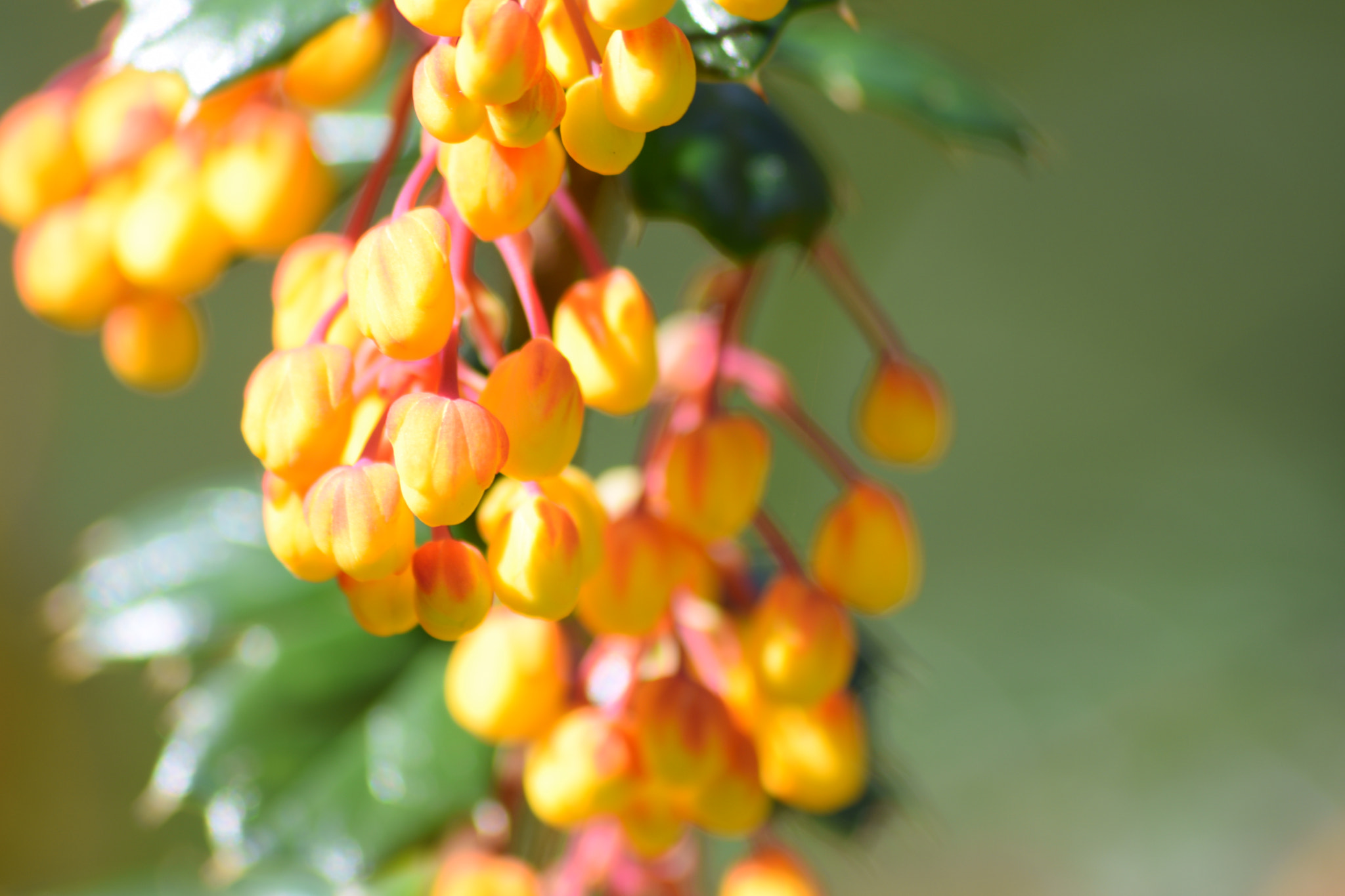 Sigma 70-300mm F4-5.6 APO DG Macro sample photo. Early flowers 3 photography