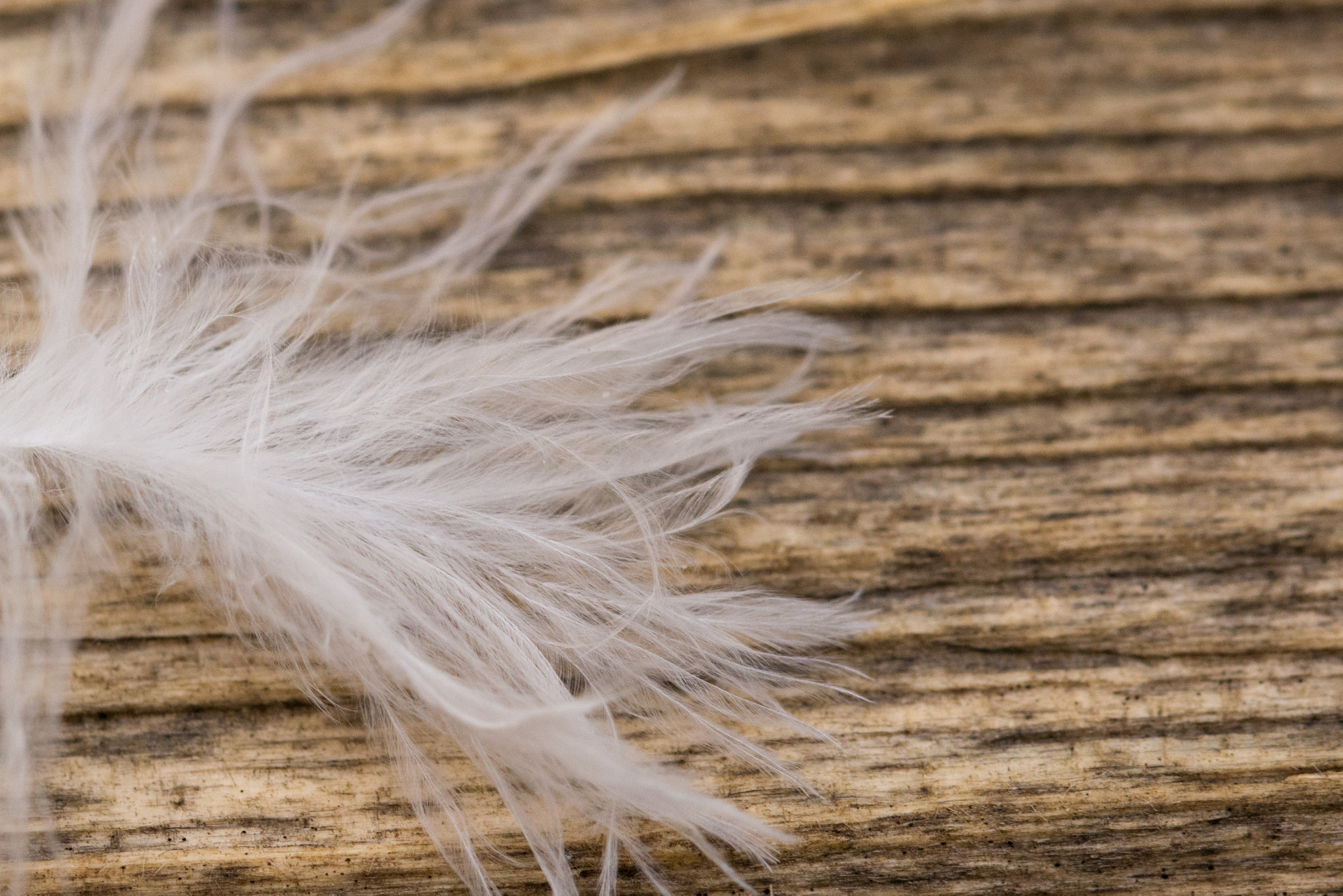 Sigma 105mm F2.8 EX DG OS HSM sample photo. White feather photography