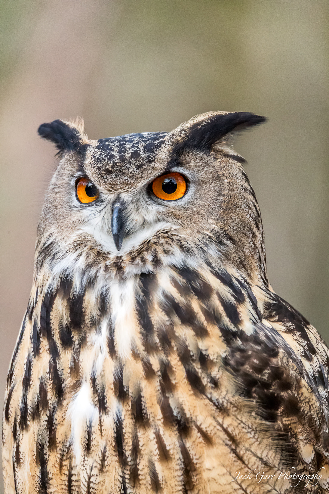 150-600mm F5-6.3 DG OS HSM | Sports 014 sample photo. Eurasian eagle owl portrait photography