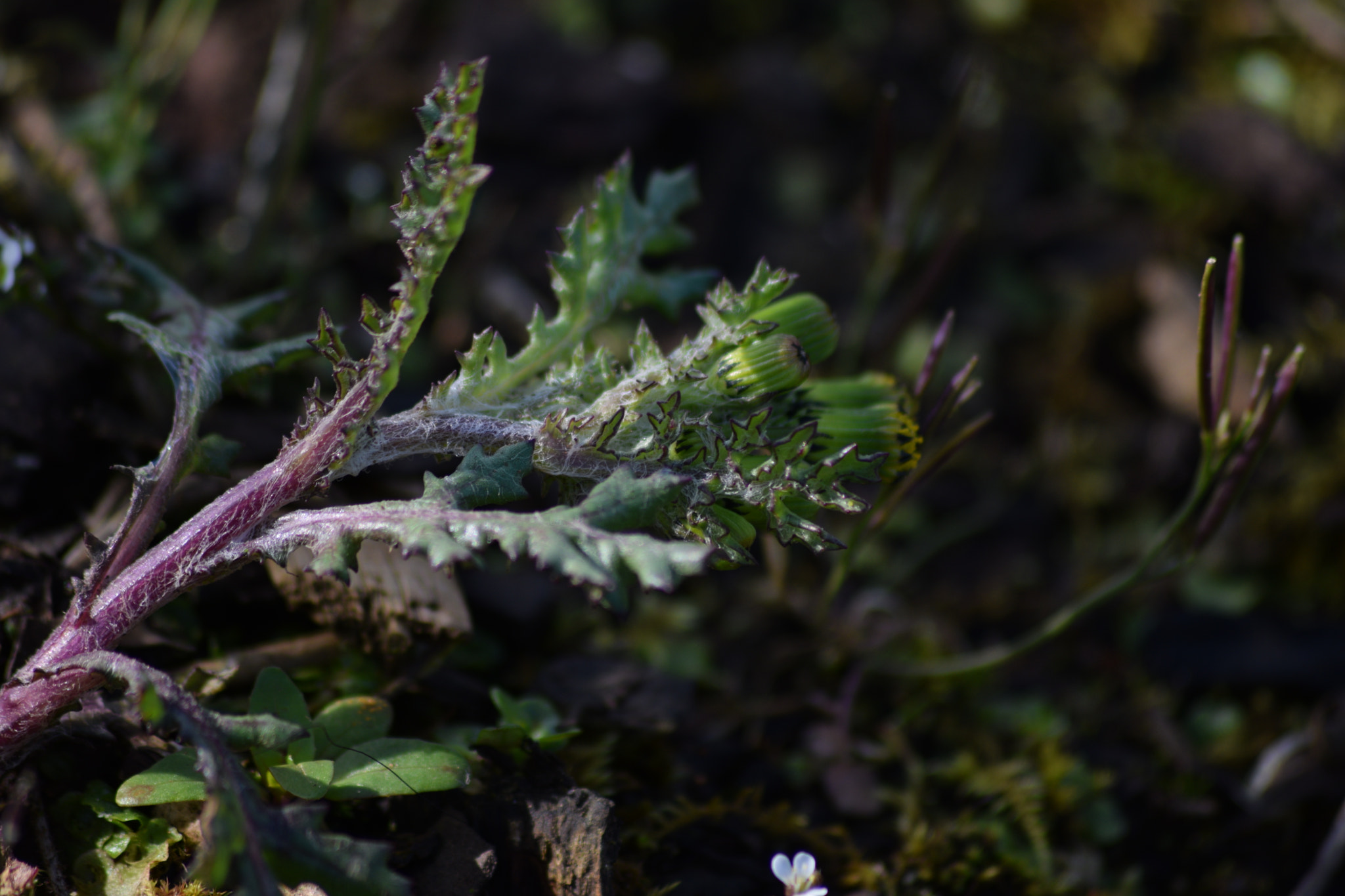 Sigma 70-300mm F4-5.6 APO DG Macro sample photo. Weeds photography