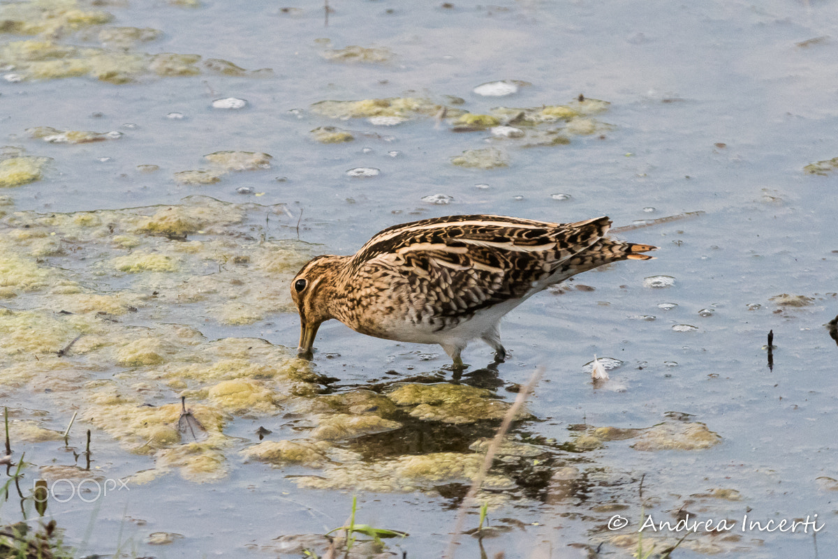 Nikon D810 + Nikon AF-S Nikkor 200-500mm F5.6E ED VR sample photo. Common snipe (gallinago gallinago) photography