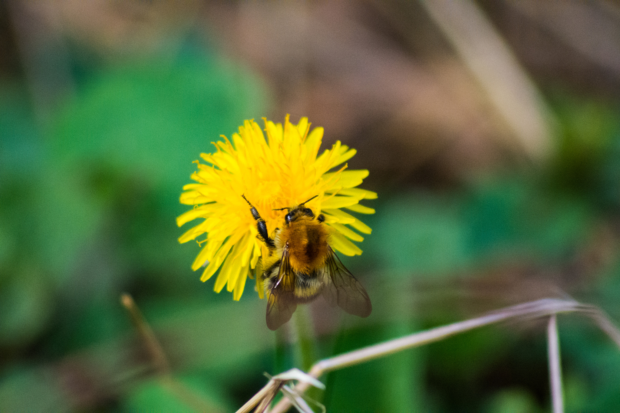Sigma 70-300mm F4-5.6 APO DG Macro sample photo. Hummel photography