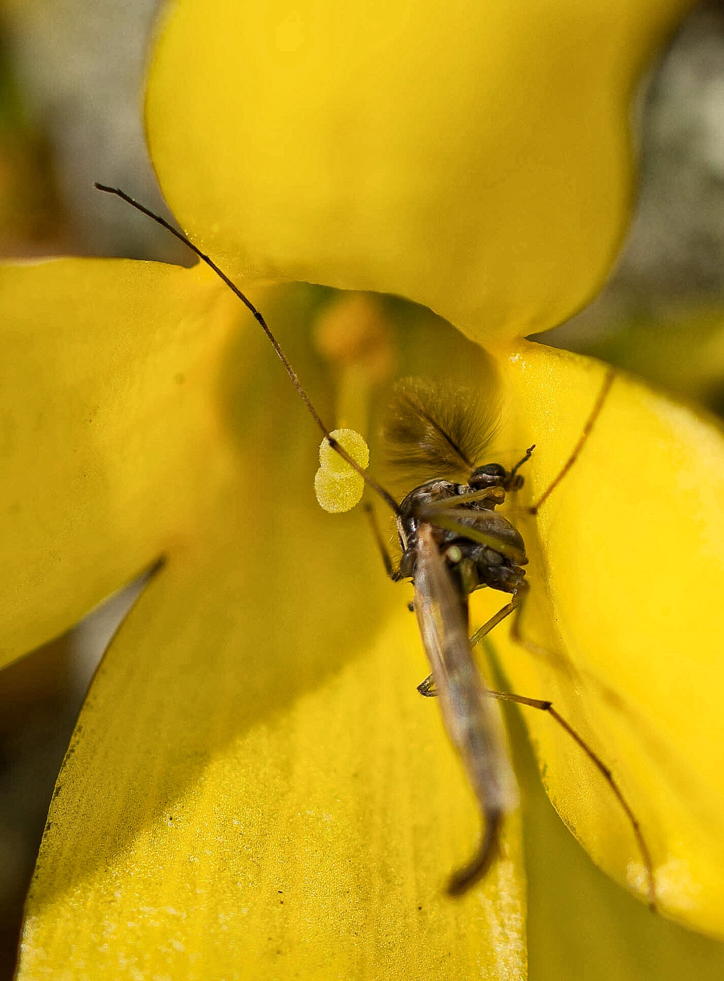 Olympus OM-D E-M1 Mark II sample photo. Yellow mania insect photography