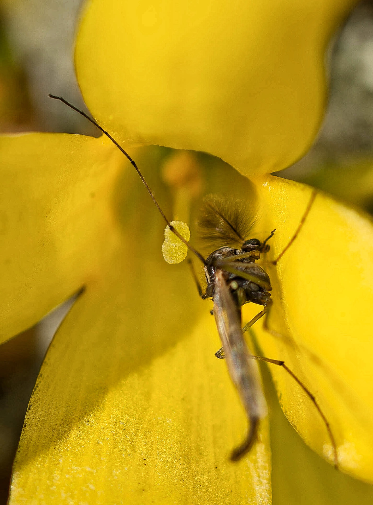 Olympus M.Zuiko Digital ED 60mm F2.8 Macro sample photo. Yellow mania insect photography