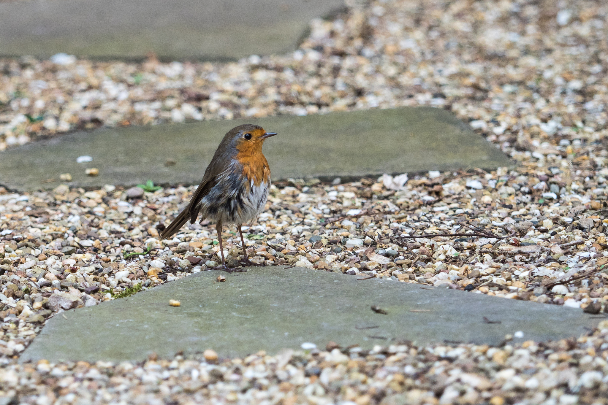 Olympus OM-D E-M1 Mark II + Olympus M.Zuiko Digital ED 40-150mm F2.8 Pro sample photo. Robin photography