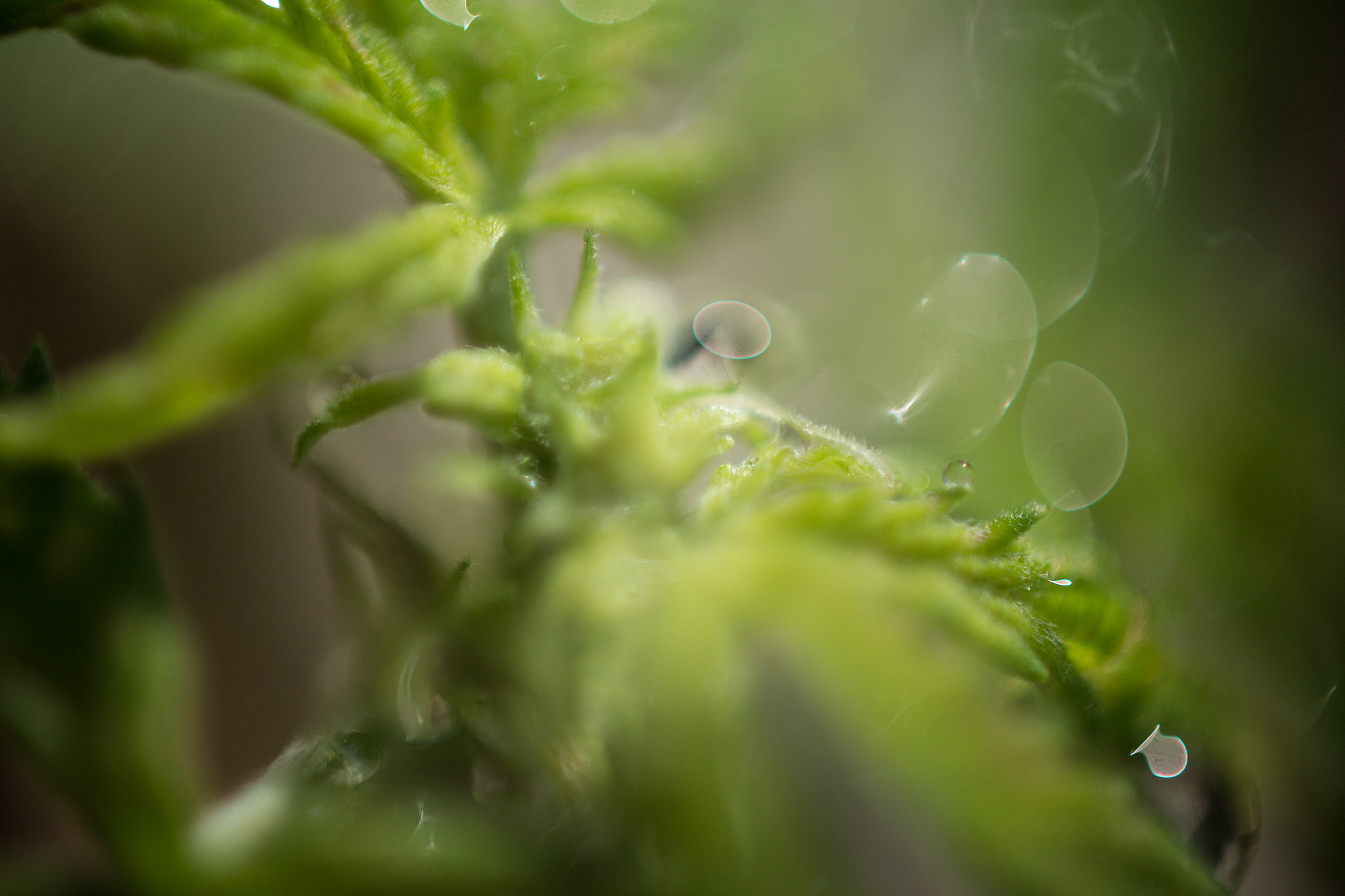 Canon EF 35-80mm f/4-5.6 sample photo. Plant photography