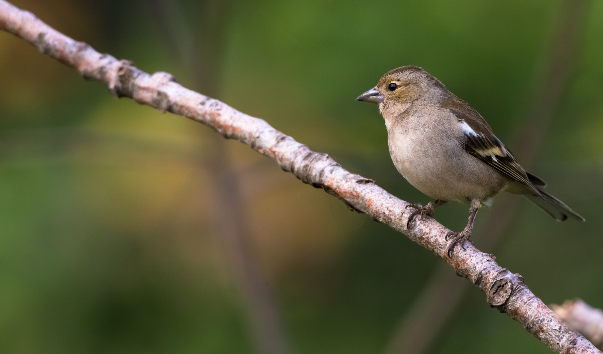 Canon EOS-1D X + Canon EF 500mm F4L IS USM sample photo. Fringuello photography