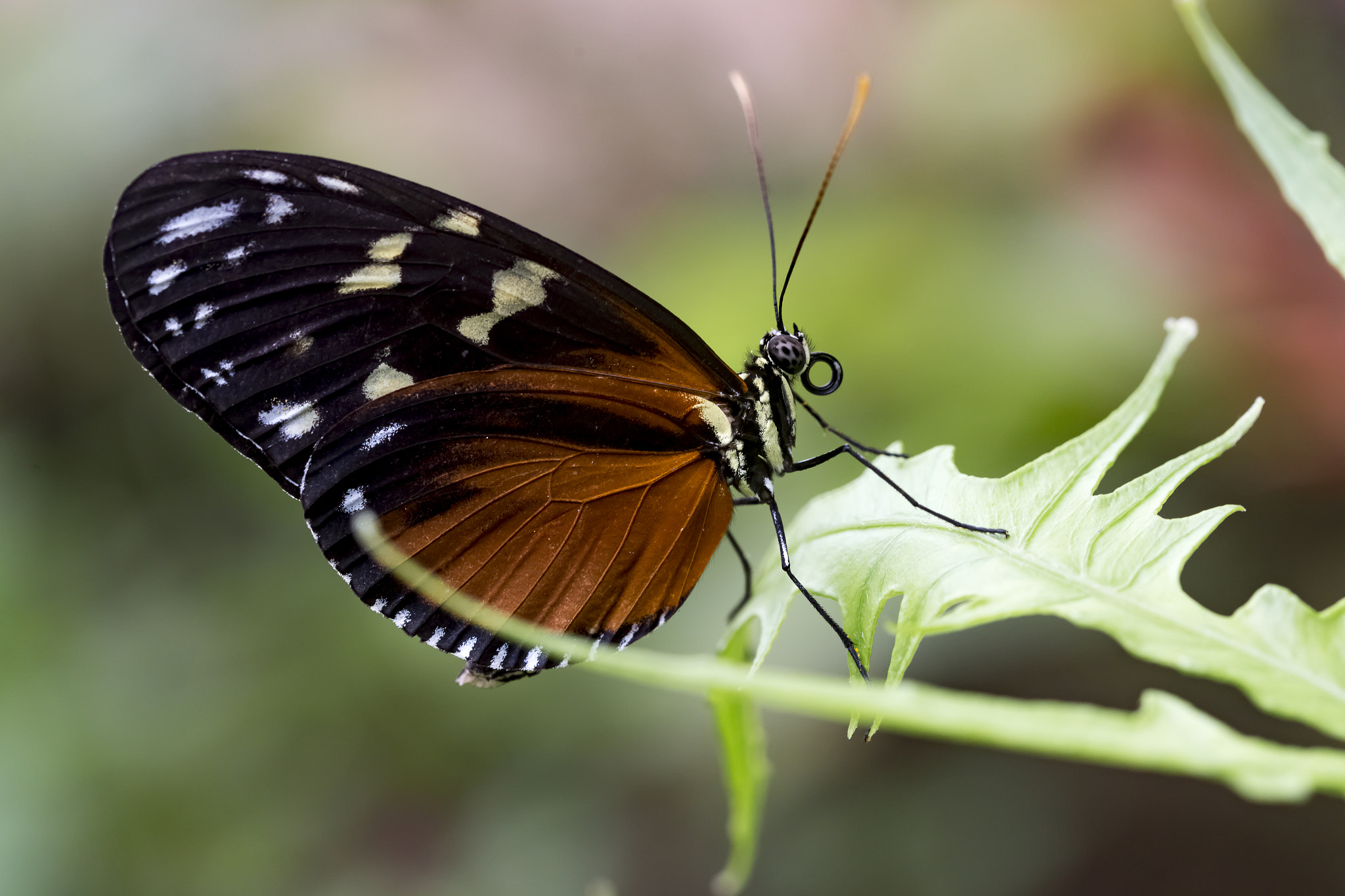 Canon EF 100mm F2.8 Macro USM sample photo. Butterfly. photography
