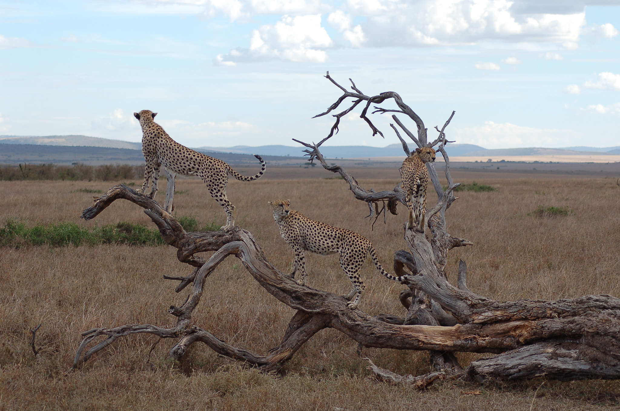 Nikon D50 + Nikon AF Nikkor 70-300mm F4-5.6G sample photo. Tanzania photography