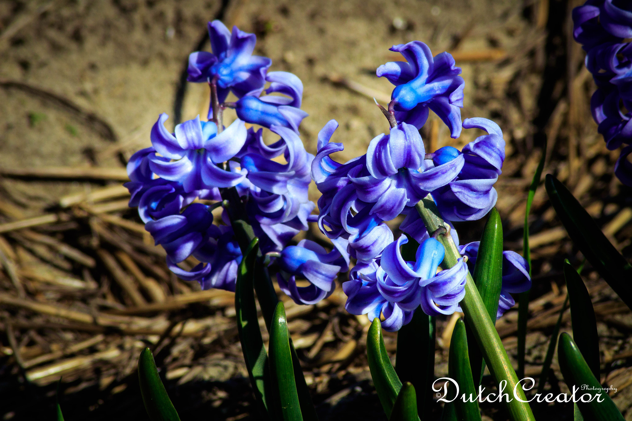 Canon EOS 1300D (EOS Rebel T6 / EOS Kiss X80) sample photo. Hyacinth at lentevreugd photography
