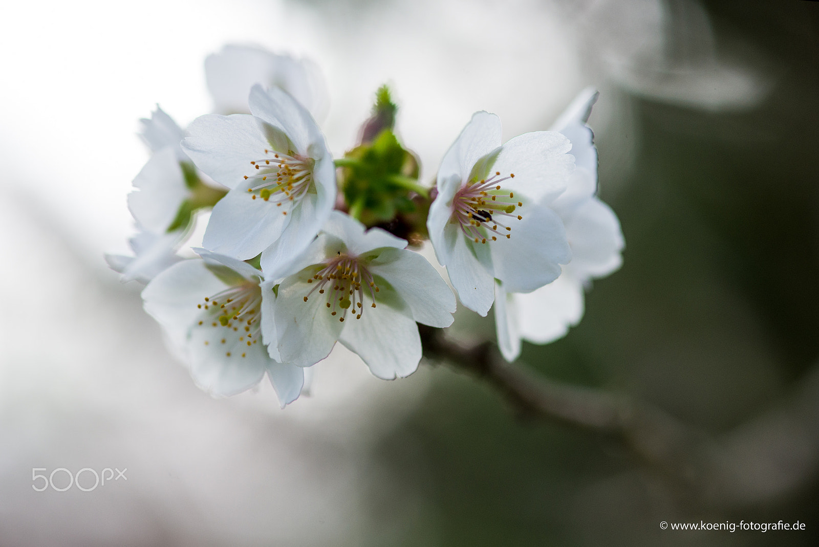 Nikon AF-S Micro-Nikkor 105mm F2.8G IF-ED VR sample photo. Spring photography