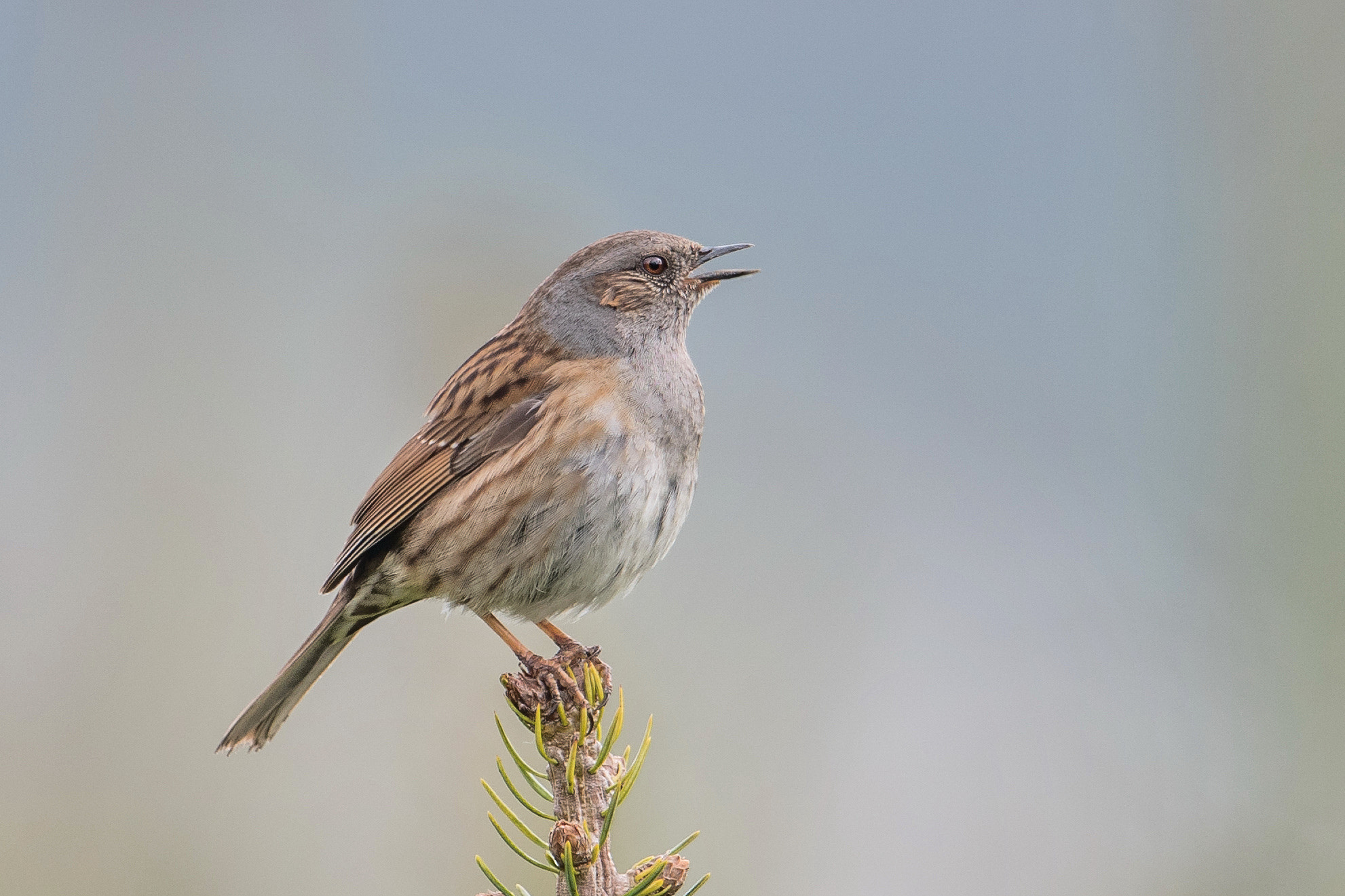 Nikon D810 + Nikon AF-S Nikkor 600mm F4G ED VR sample photo. Accenteur mouchet photography