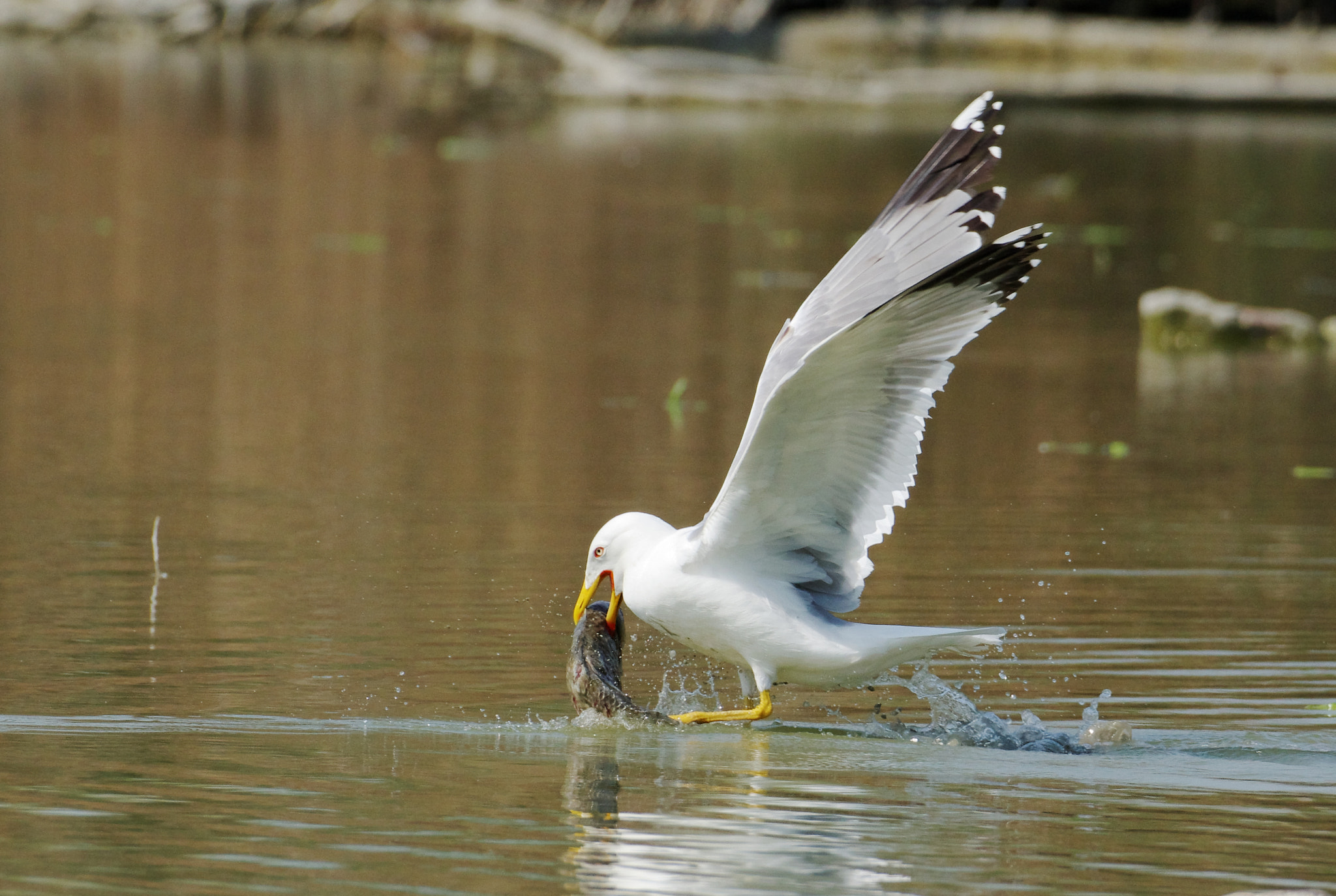 Pentax K-3 sample photo. Gull - gabbiano photography