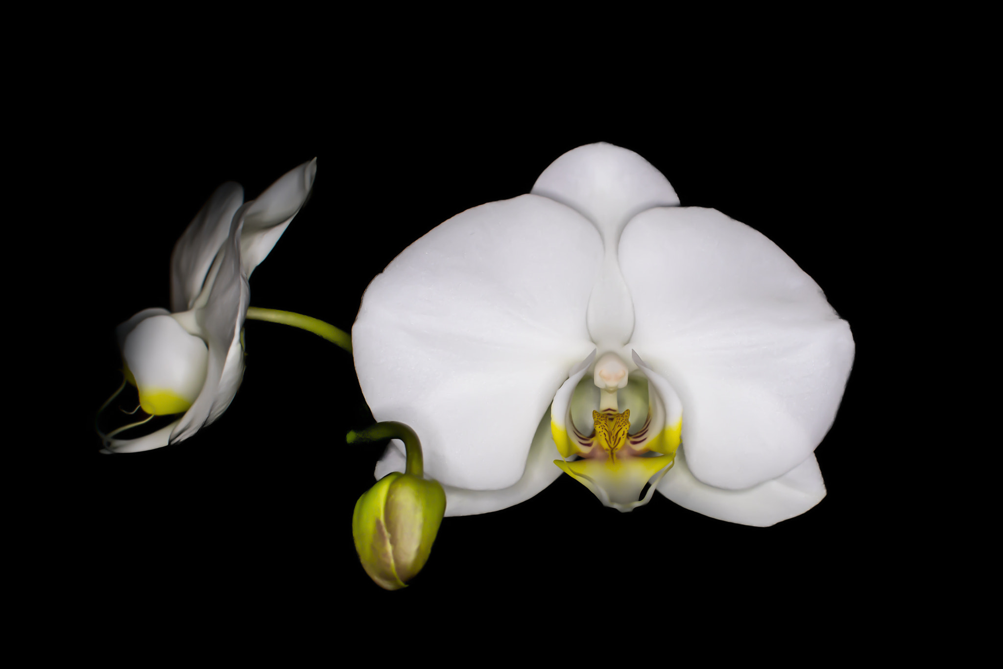Canon EF 28mm F1.8 USM sample photo. Fresh bloom photography
