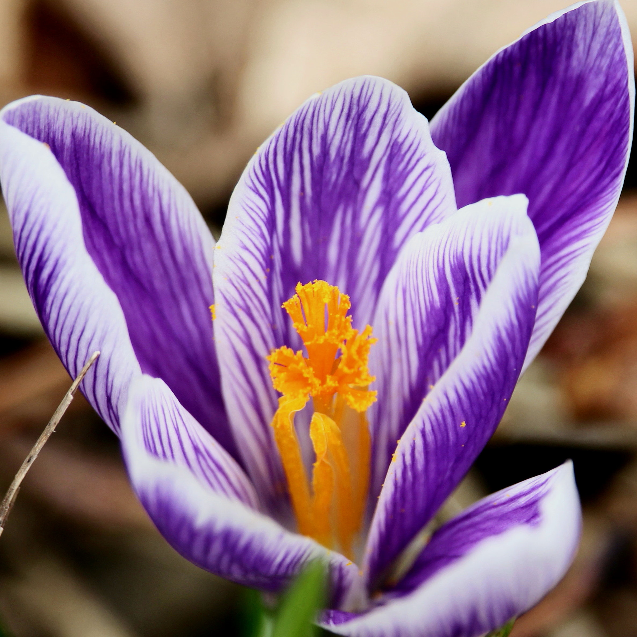 Canon EF-S 55-250mm F4-5.6 IS STM sample photo. Spring crocus 1 photography