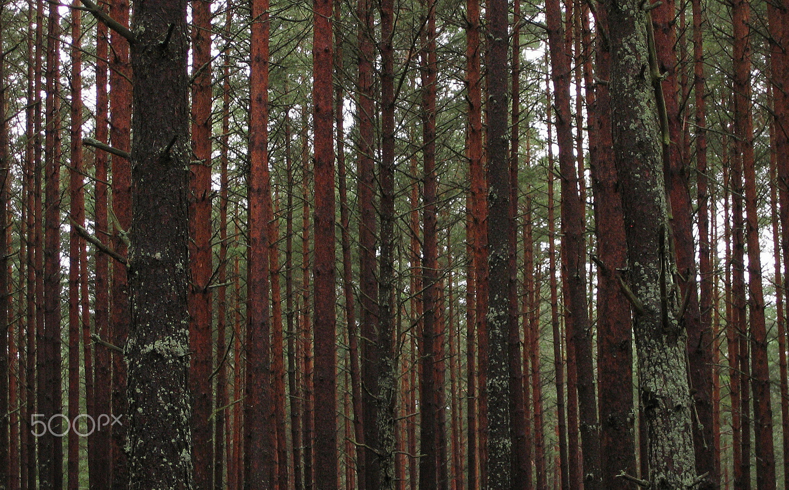 Canon DIGITAL IXUS 400 sample photo. Nature shot of landscape in poland photography