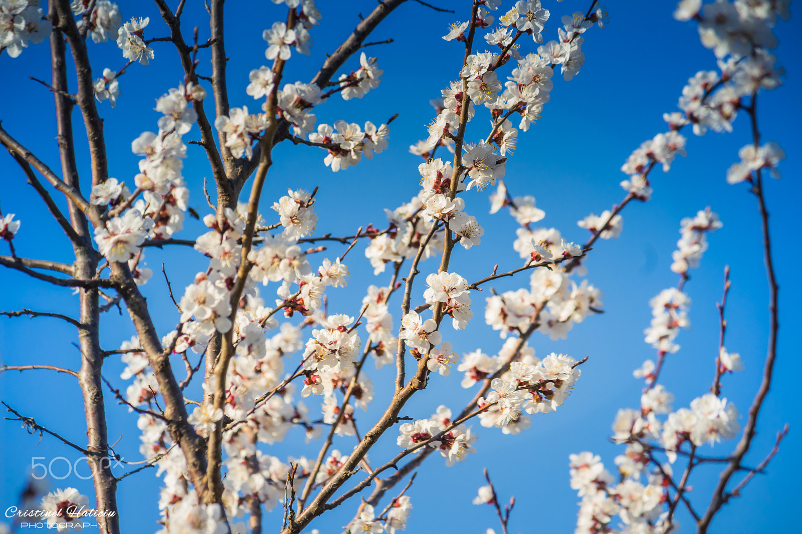 Canon EF-S 55-250mm F4-5.6 IS sample photo. Flowers photography