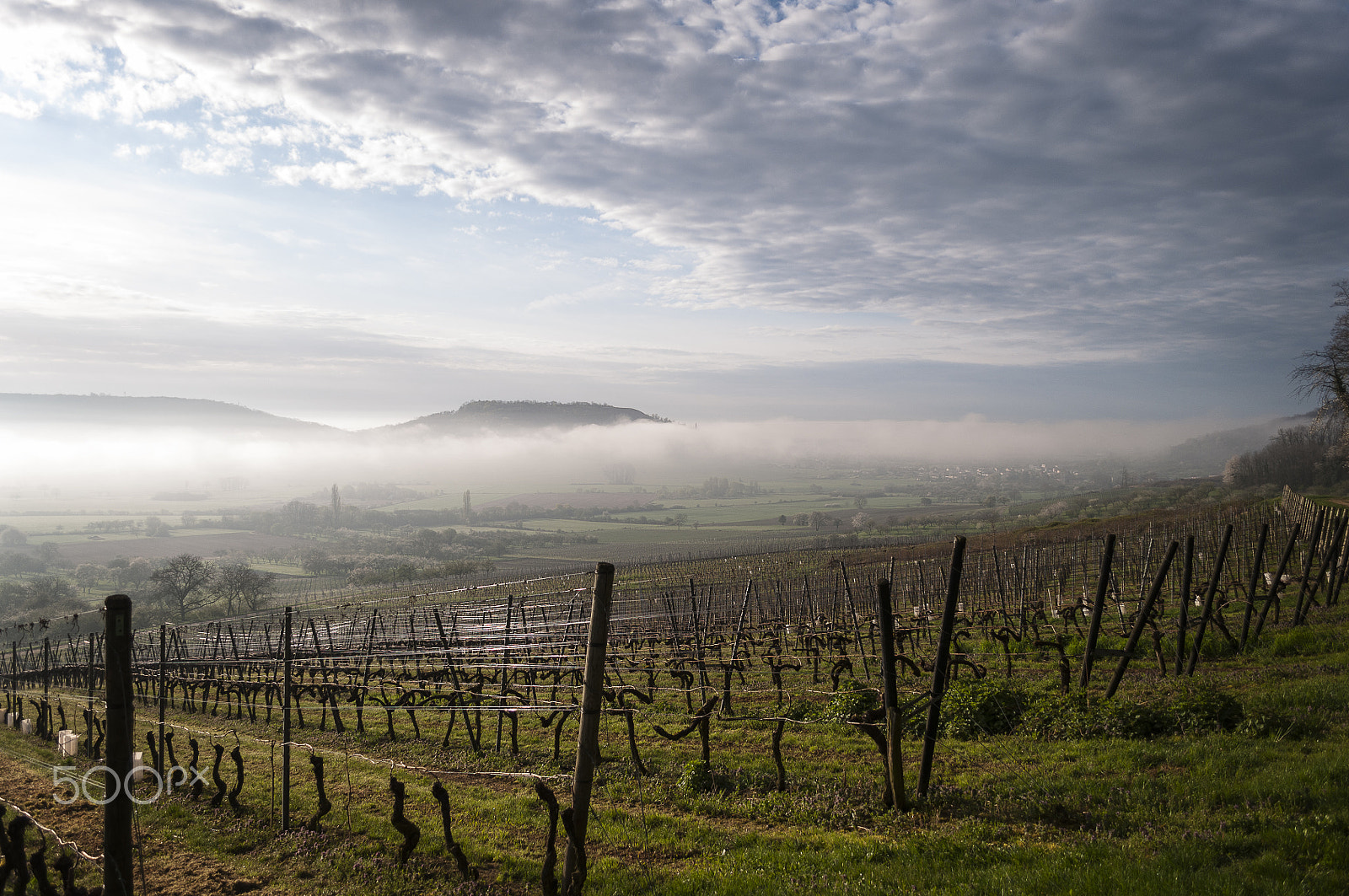Nikon D300S sample photo. Morning mist on the côtes de toul, lorraine, france photography