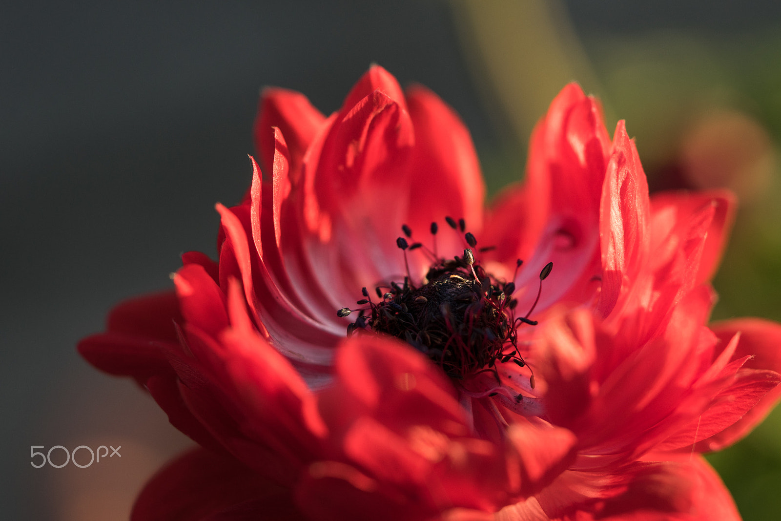 Sony a7 sample photo. Flower photography