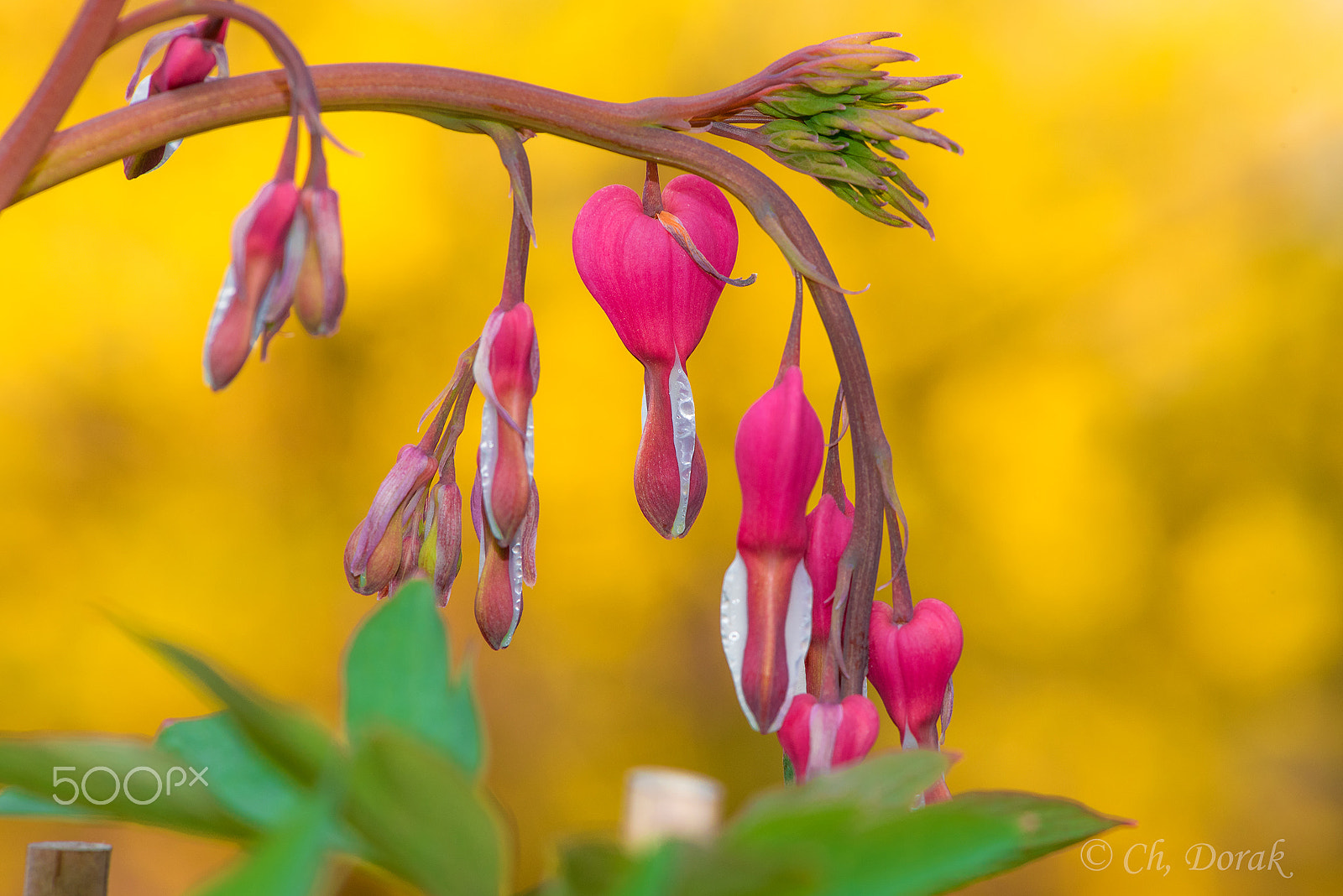 Nikon AF-S Micro-Nikkor 105mm F2.8G IF-ED VR sample photo. Spring colors photography