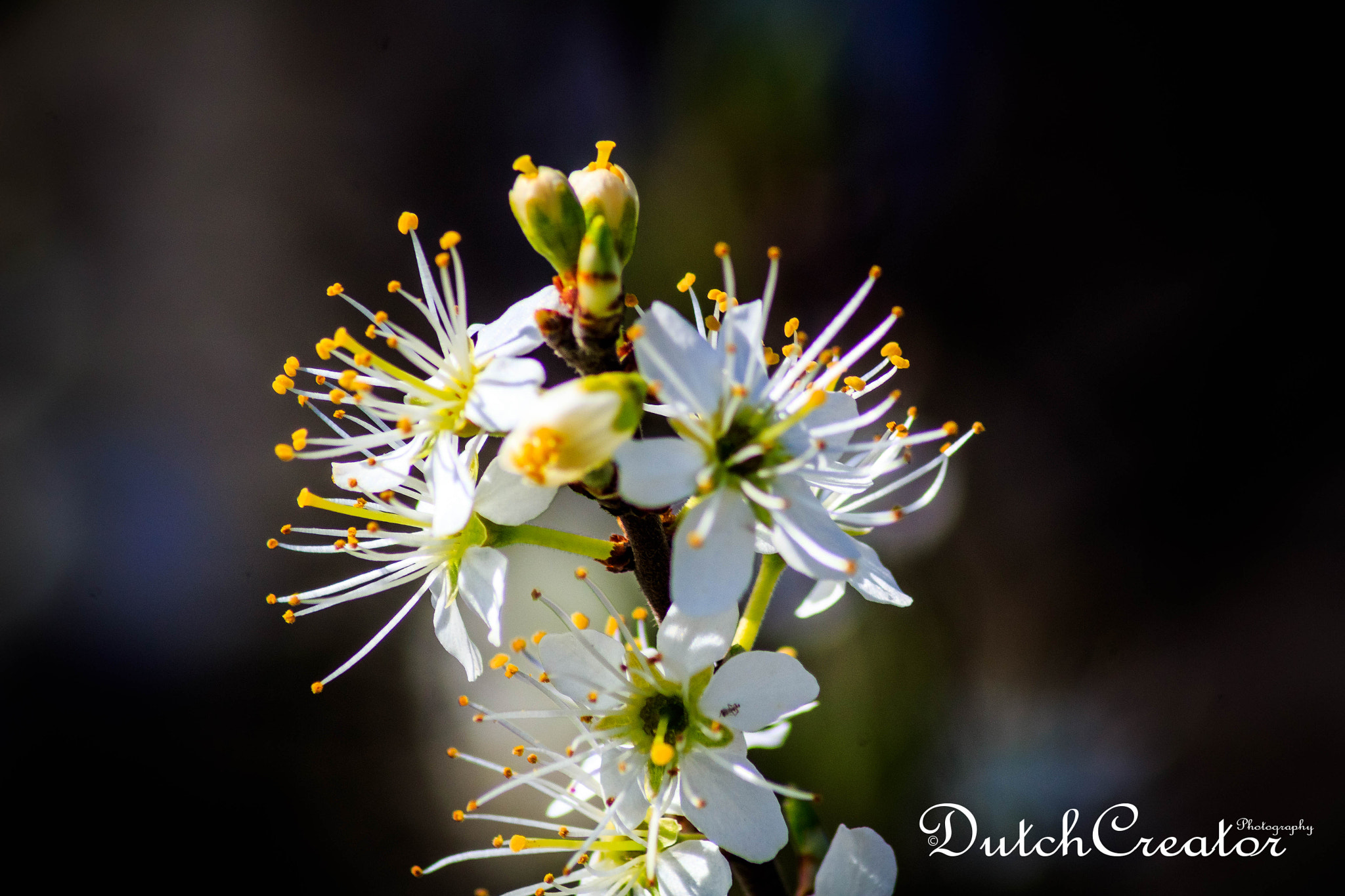 Canon EOS 1300D (EOS Rebel T6 / EOS Kiss X80) sample photo. Blossoms at lentevreugd photography