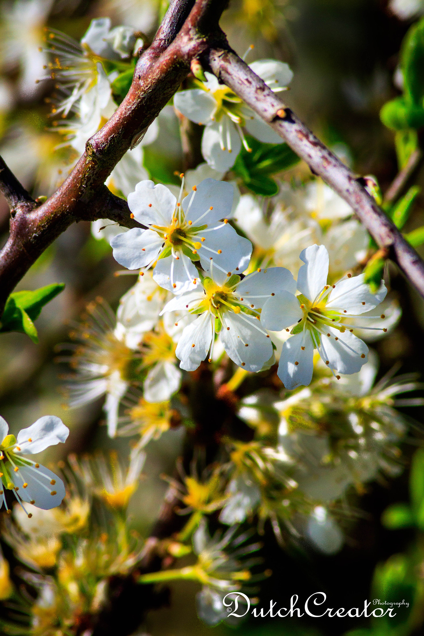 Canon EOS 1300D (EOS Rebel T6 / EOS Kiss X80) sample photo. Blossoms at lentevreugd photography