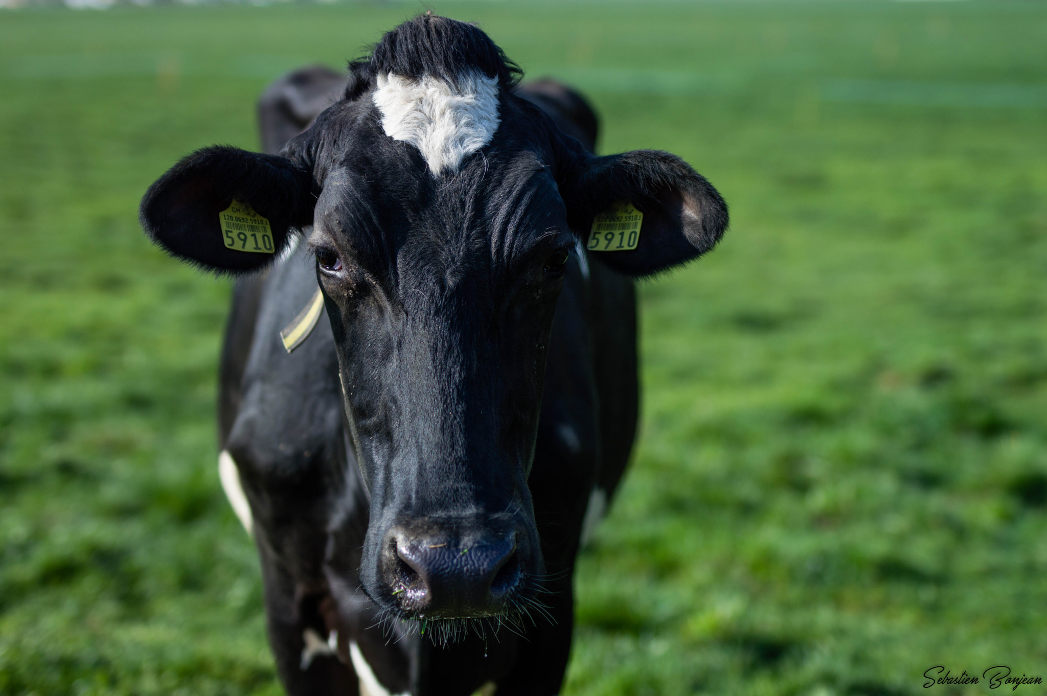 Nikon D3200 + Sigma 50mm F1.4 DG HSM Art sample photo. Vache photography