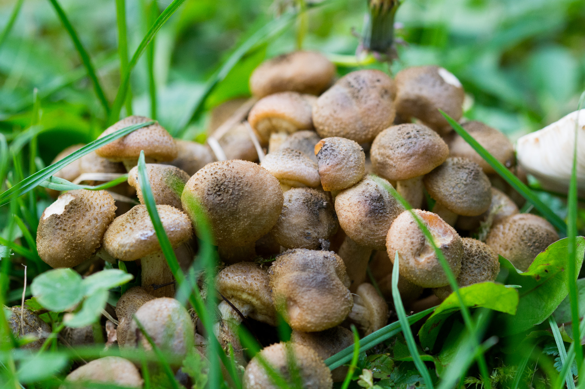 Sigma 105mm F2.8 EX DG OS HSM sample photo. Brown mashroom photography