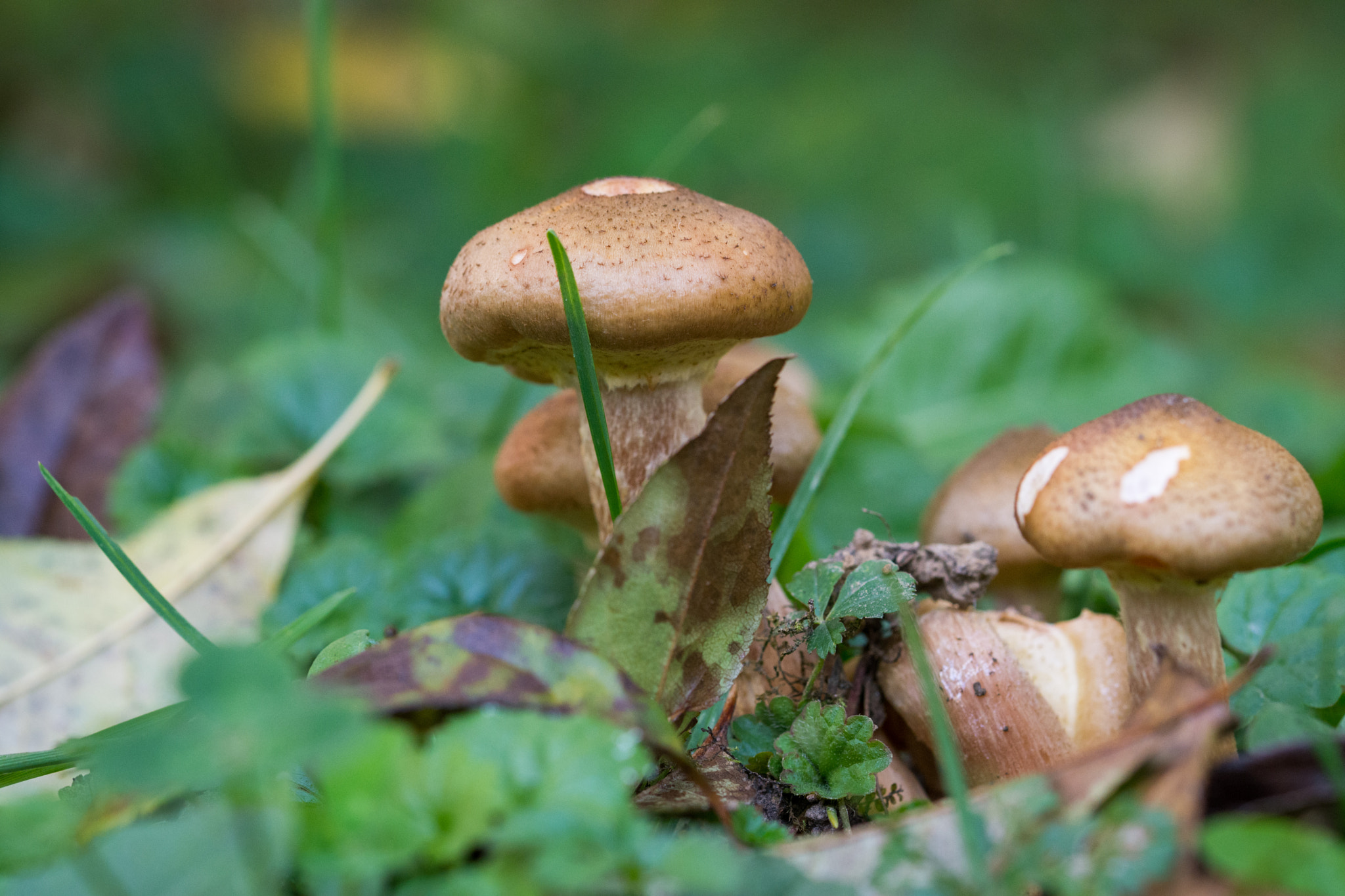 Sigma 105mm F2.8 EX DG OS HSM sample photo. Brown mashroom photography