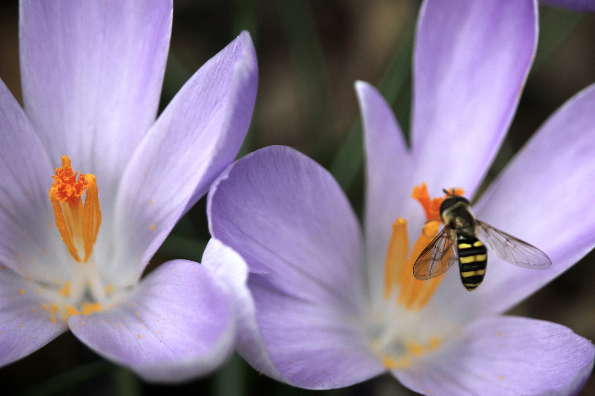 Canon EOS 550D (EOS Rebel T2i / EOS Kiss X4) sample photo. Spring pollination photography