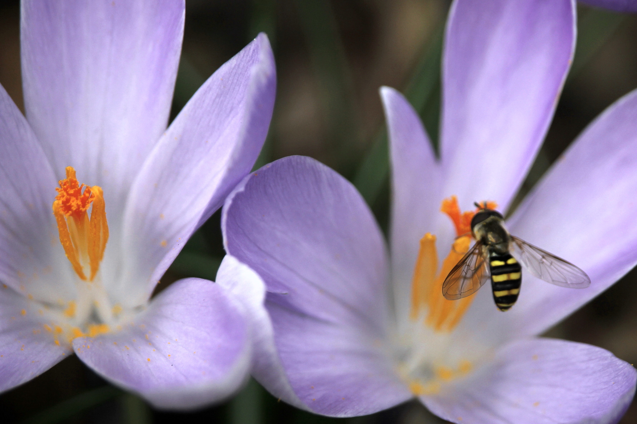 Canon EF-S 55-250mm F4-5.6 IS STM sample photo. Spring pollination photography