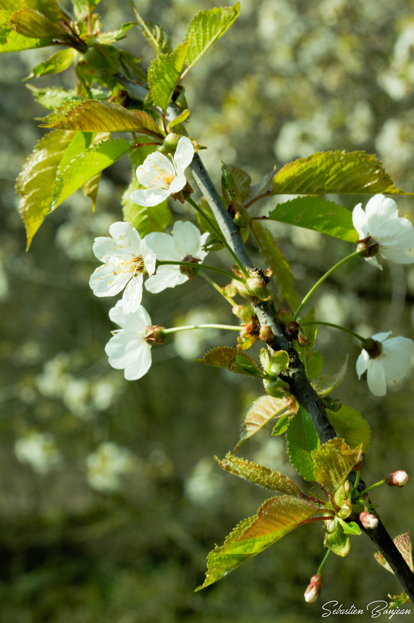 Nikon D3200 + Sigma 50mm F1.4 DG HSM Art sample photo. Fleurs photography