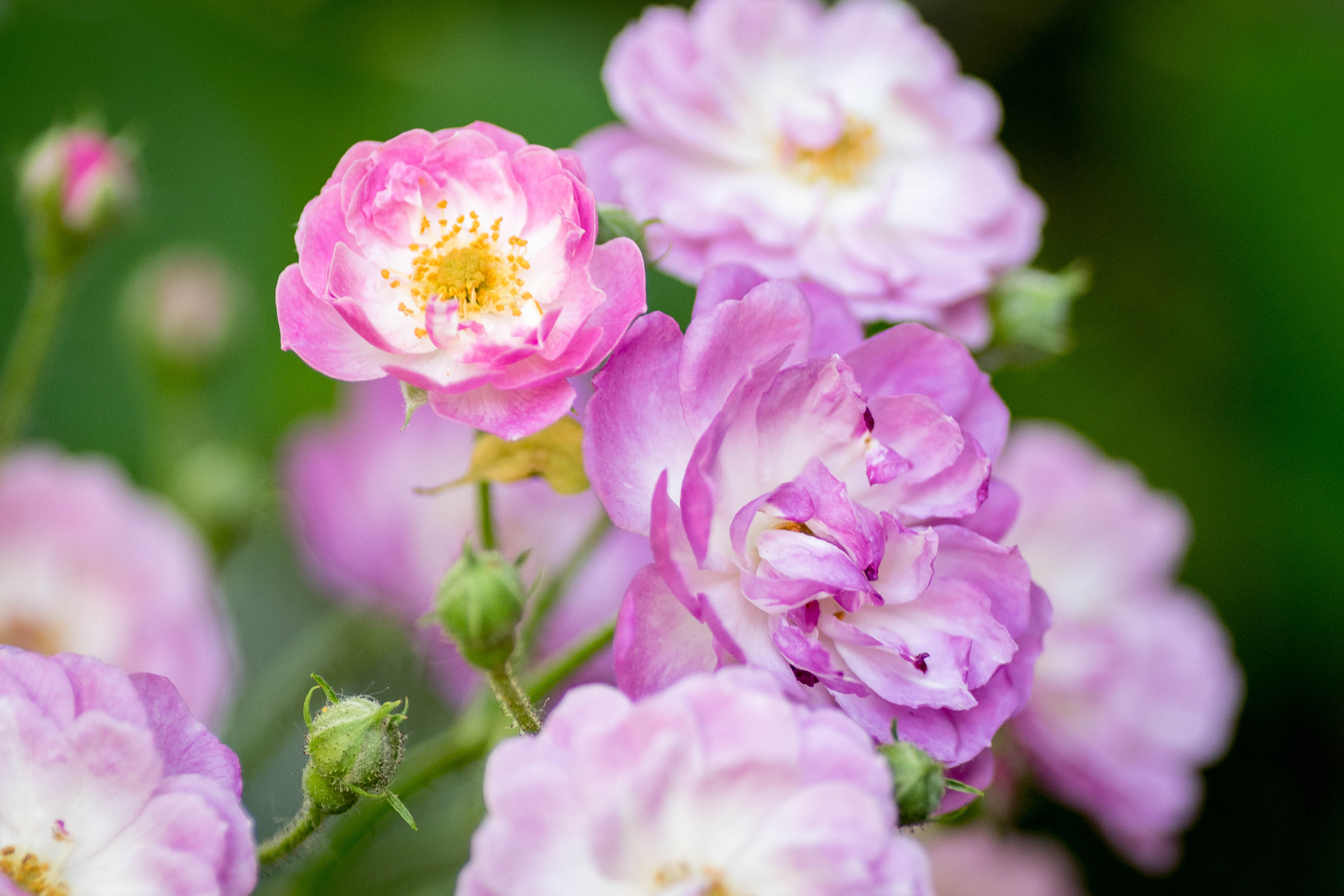 Nikon D5500 sample photo. Pink photography