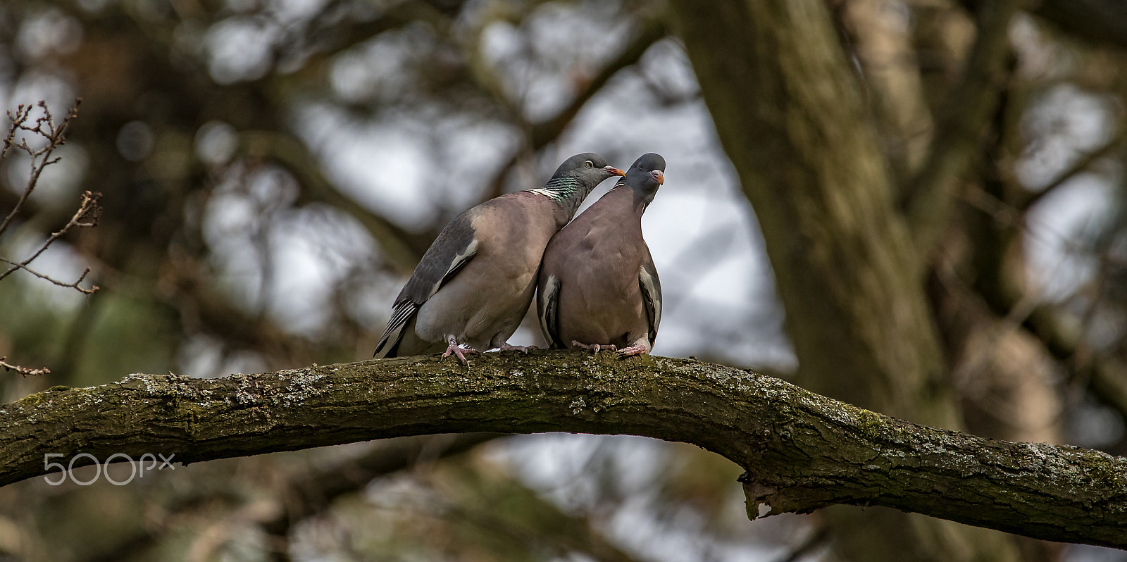150-600mm F5-6.3 DG OS HSM | Contemporary 015 sample photo. Lass mich in ruhe photography