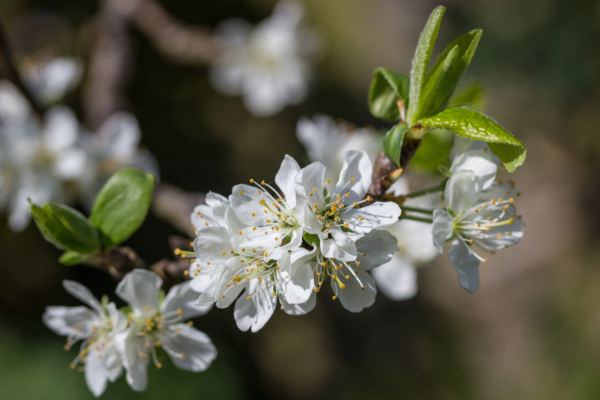 Canon EOS 100D (EOS Rebel SL1 / EOS Kiss X7) sample photo. Plum tree blossom photography
