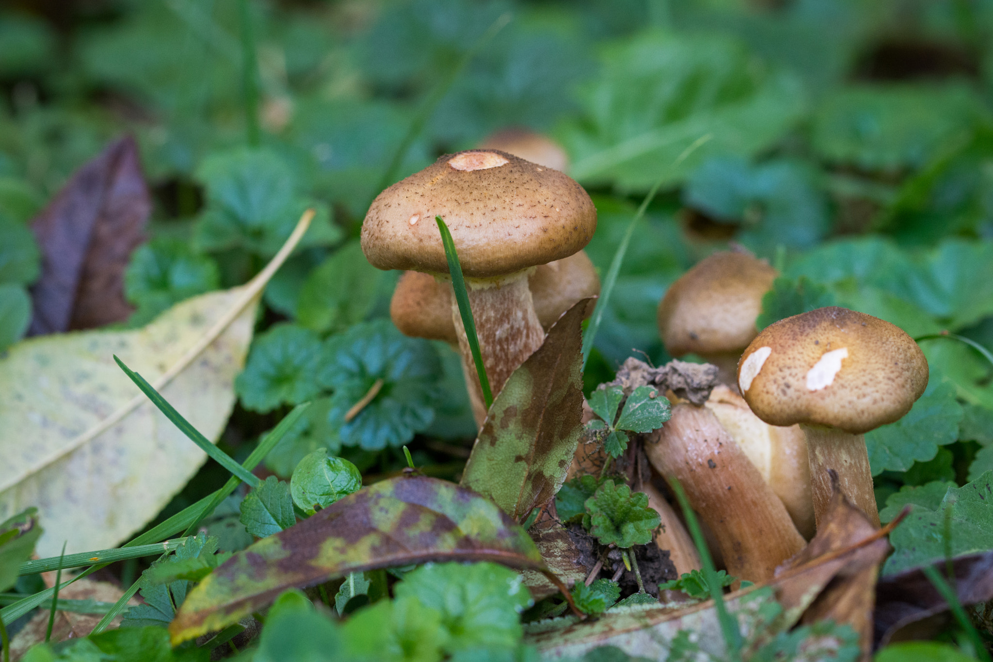 Sigma 105mm F2.8 EX DG OS HSM sample photo. Brown mashroom photography