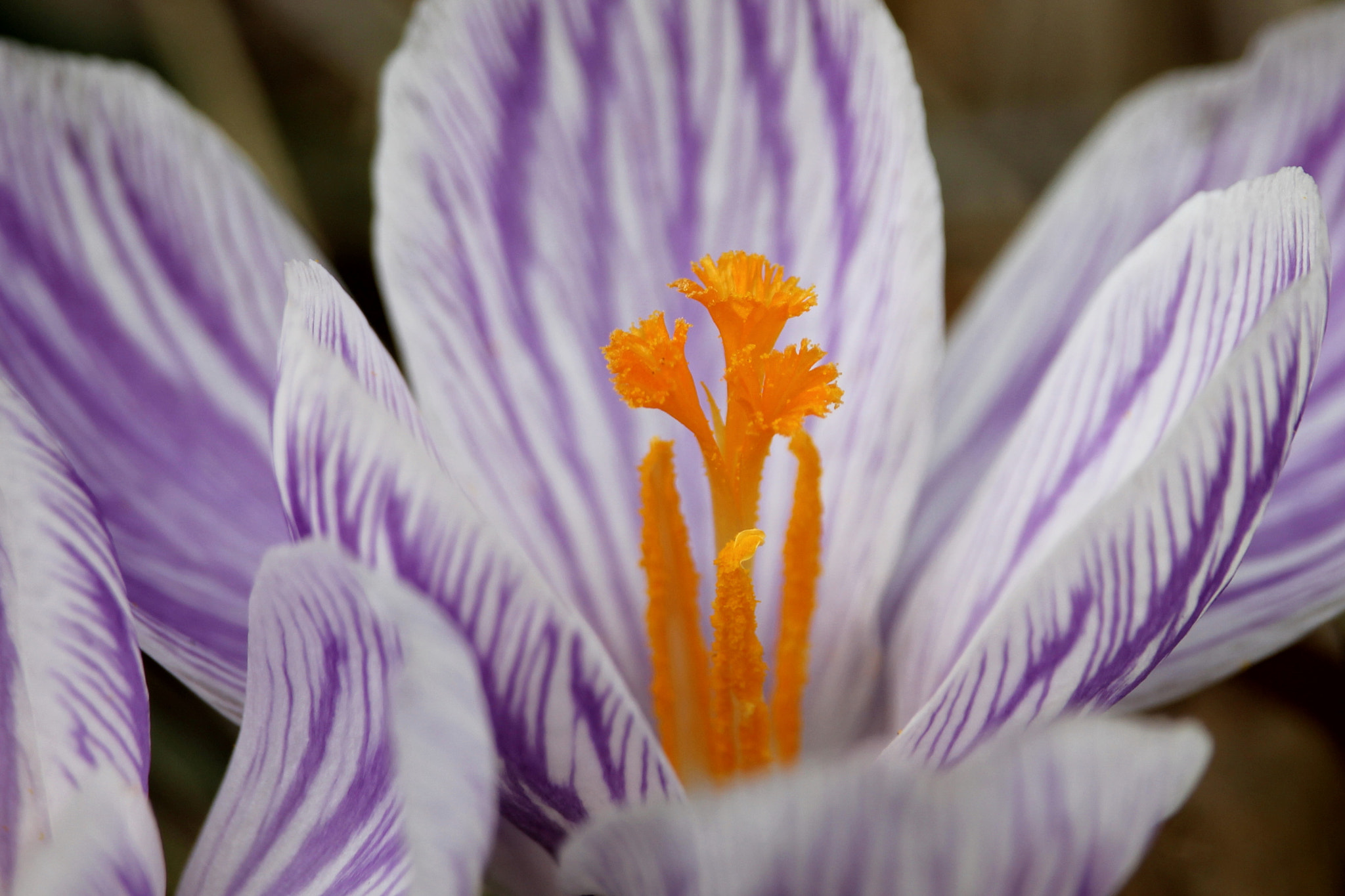 Canon EF-S 55-250mm F4-5.6 IS STM sample photo. Crocus 2 photography