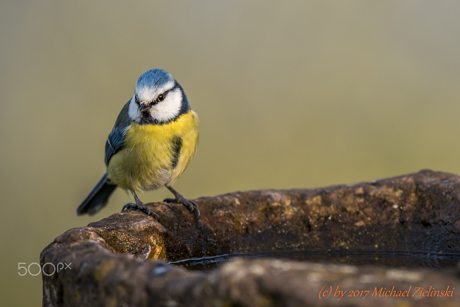 Nikon AF-S Nikkor 400mm F2.8G ED VR II sample photo. Blaumeise photography