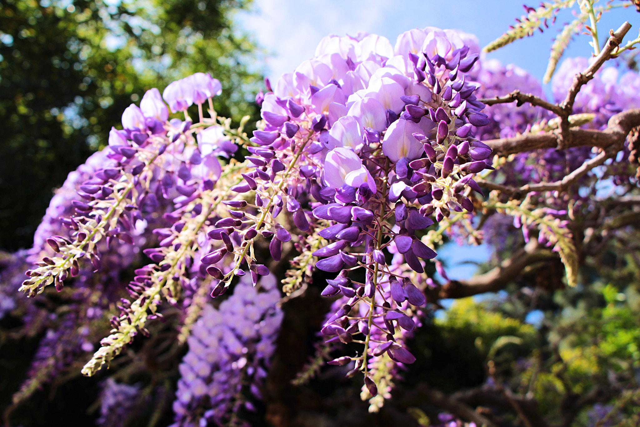 Canon EOS 1200D (EOS Rebel T5 / EOS Kiss X70 / EOS Hi) sample photo. Purple blossom photography