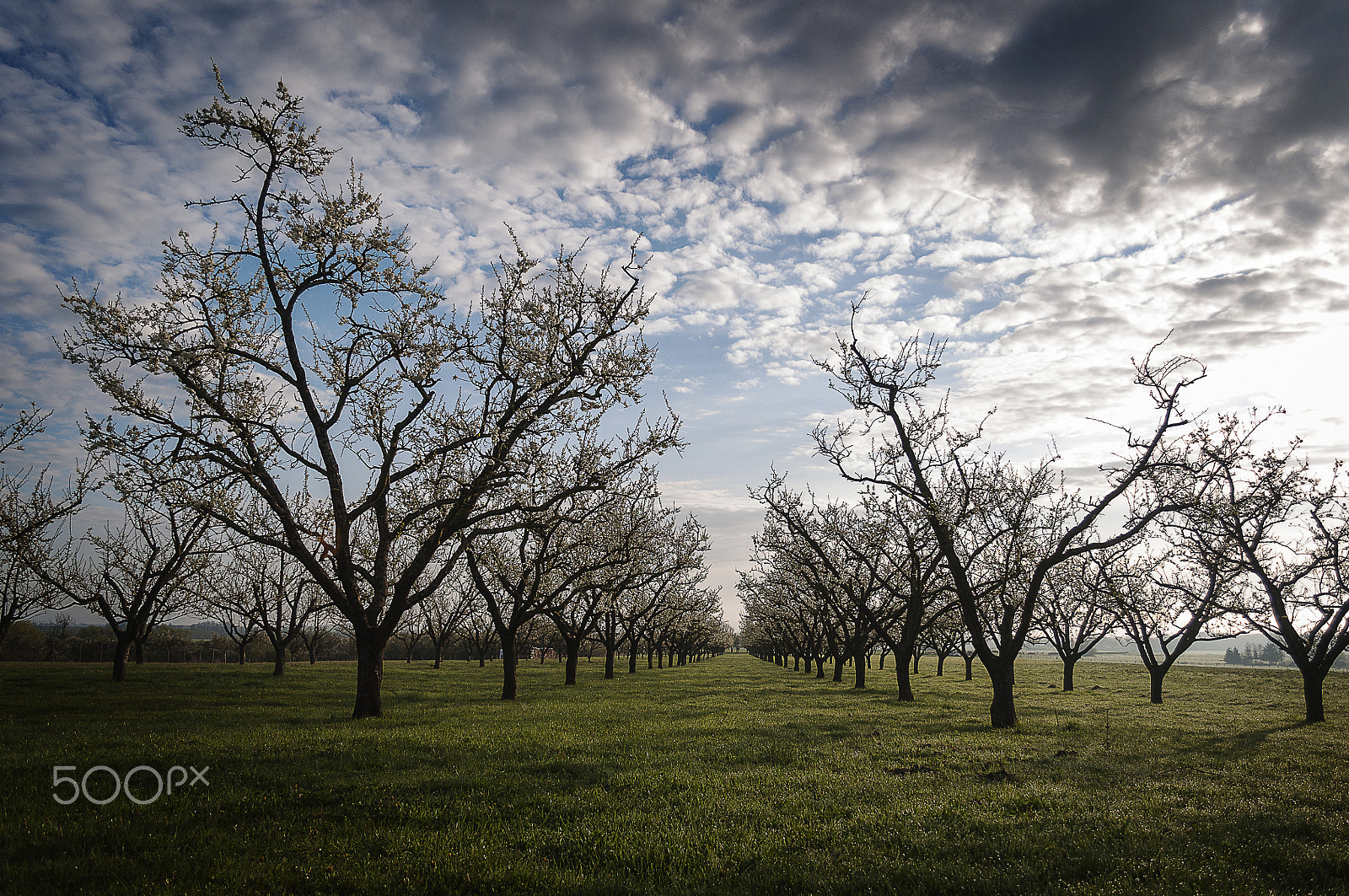 Nikon D300S sample photo. An orchard in flowers, lucey, france photography