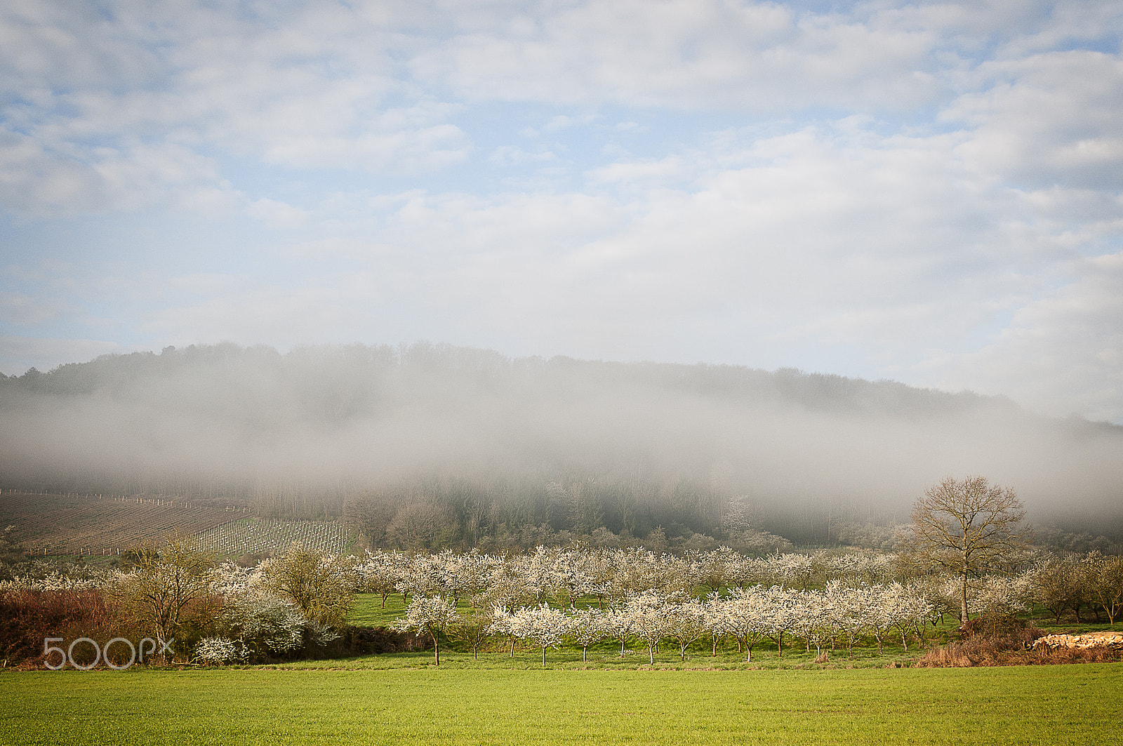 Nikon D300S sample photo. Morning mist on an orchard, lucey, france photography