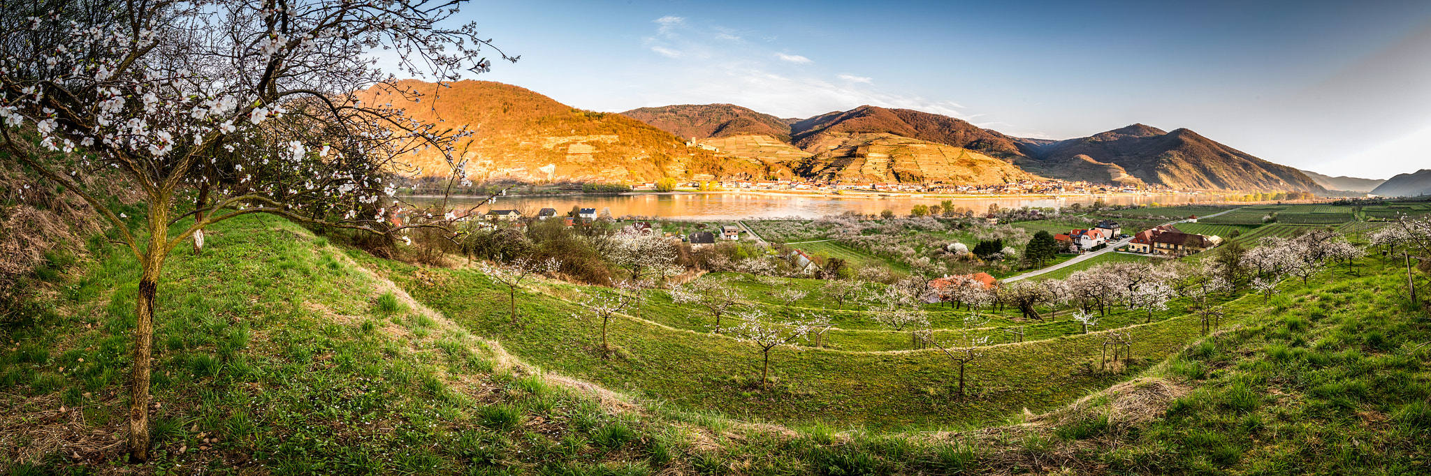 Nikon D800 + Tokina AT-X 16-28mm F2.8 Pro FX sample photo. Marillenblüte in der wachau photography